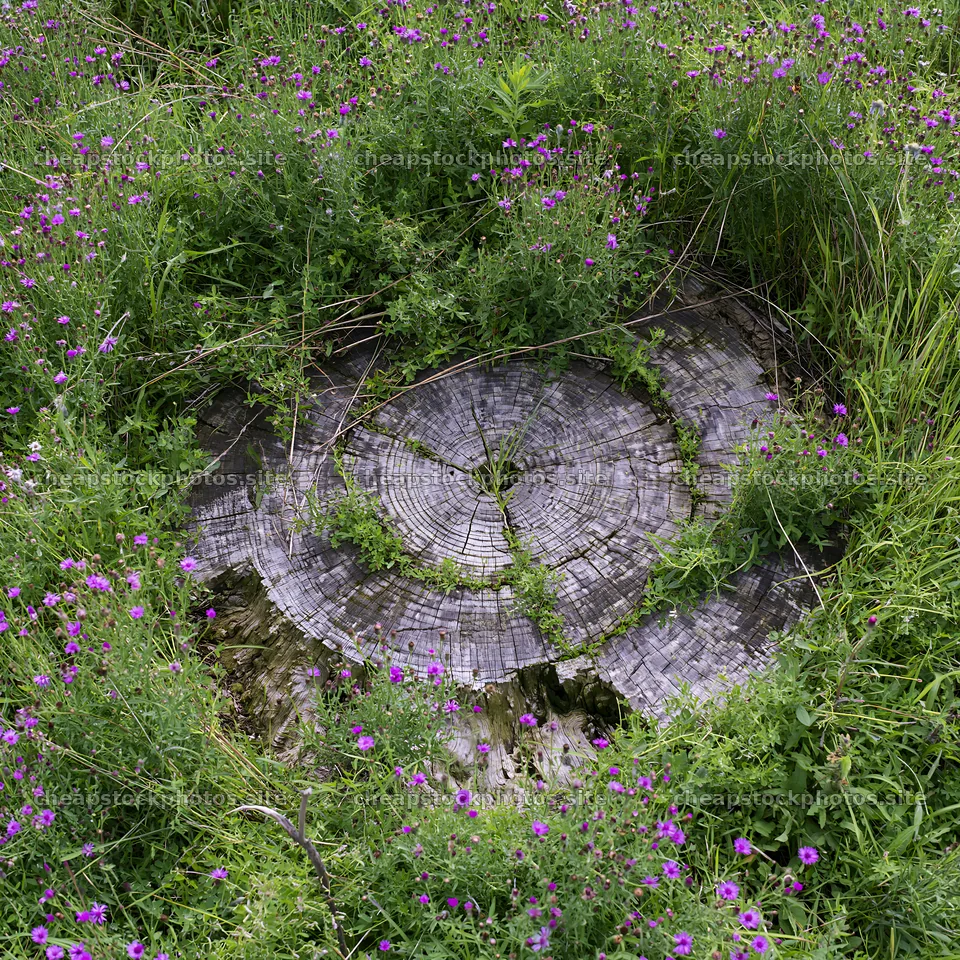 Fukushima native meadow with weathered stump – stock photos 7938x7938