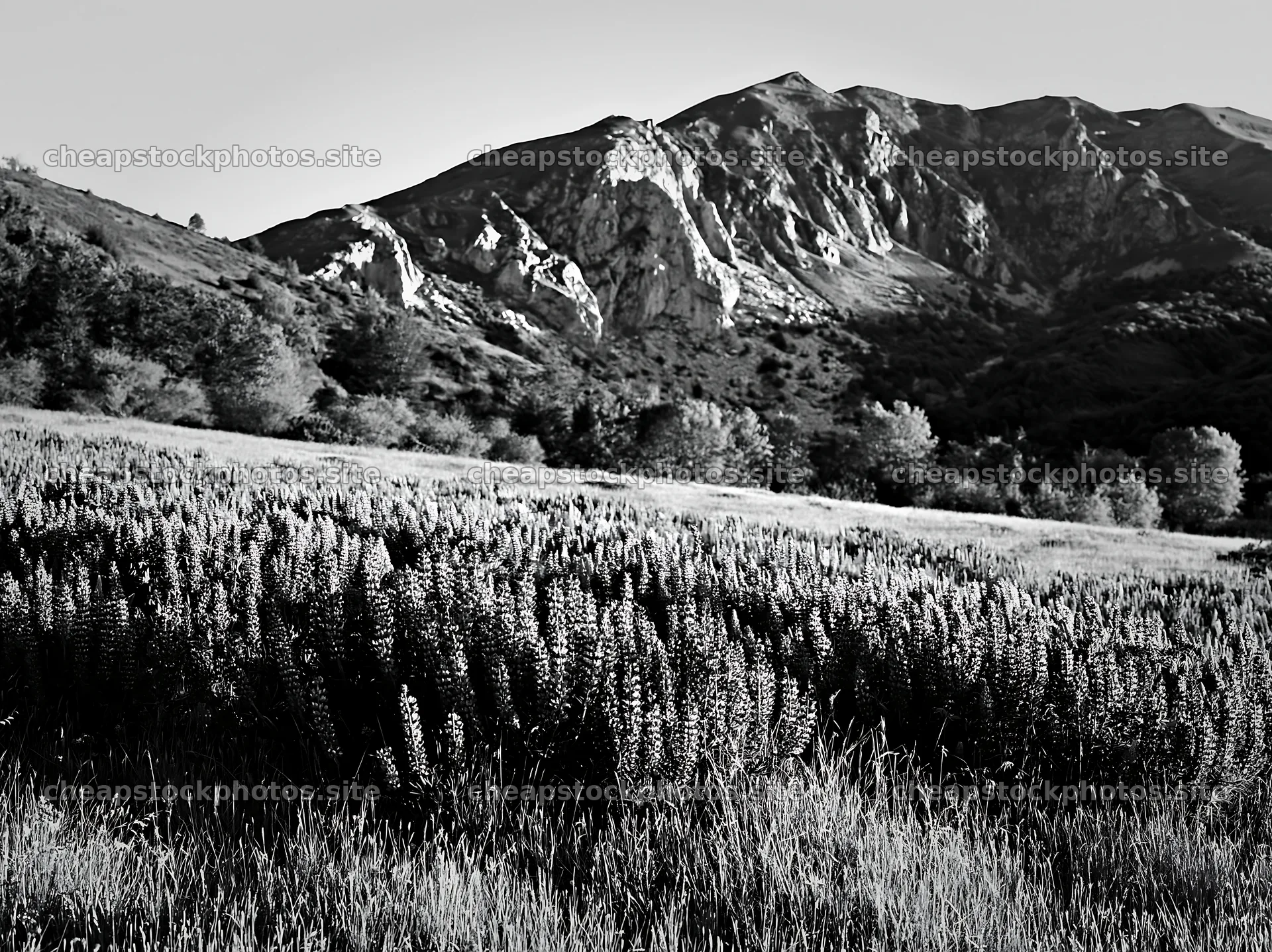 Lupin meadow in front of rocky mountain range in black and white – stock photos 9174x6866