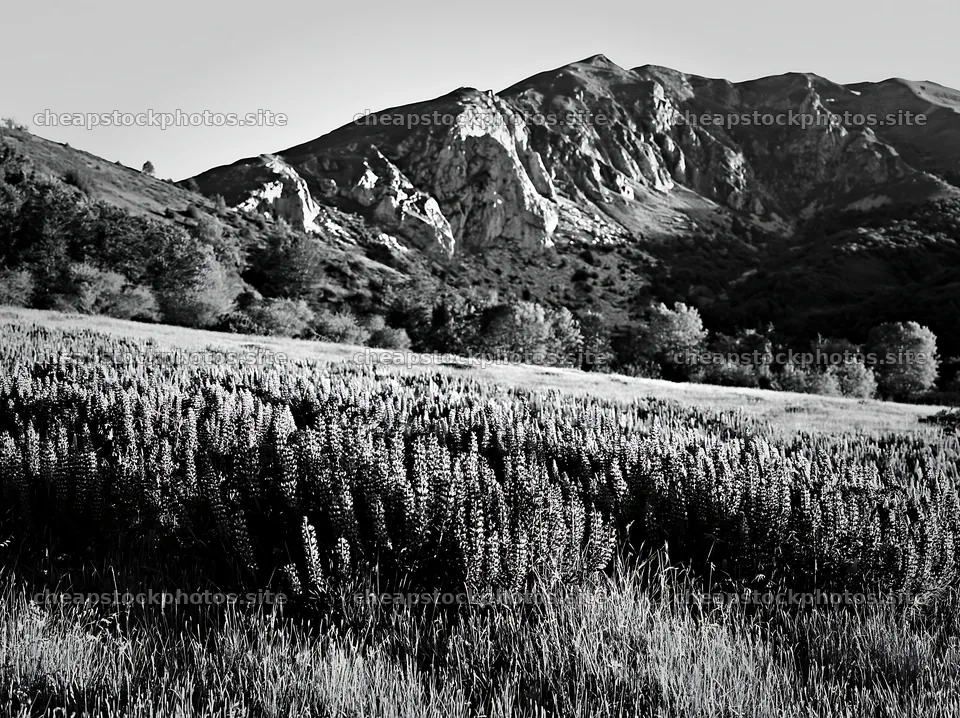 Lupin meadow in front of rocky mountain range in black and white – stock photos 9174x6866