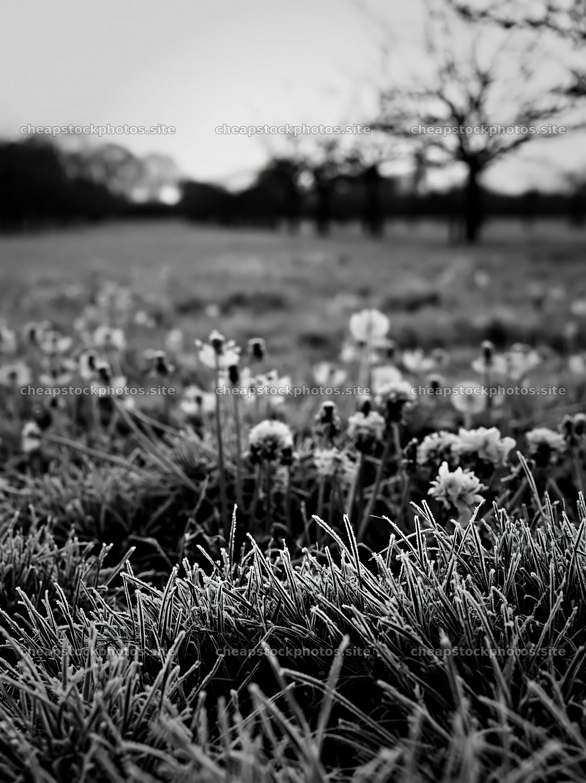 Early morning frost on flowers in spring orchard meadow – stock photos 6866x9174