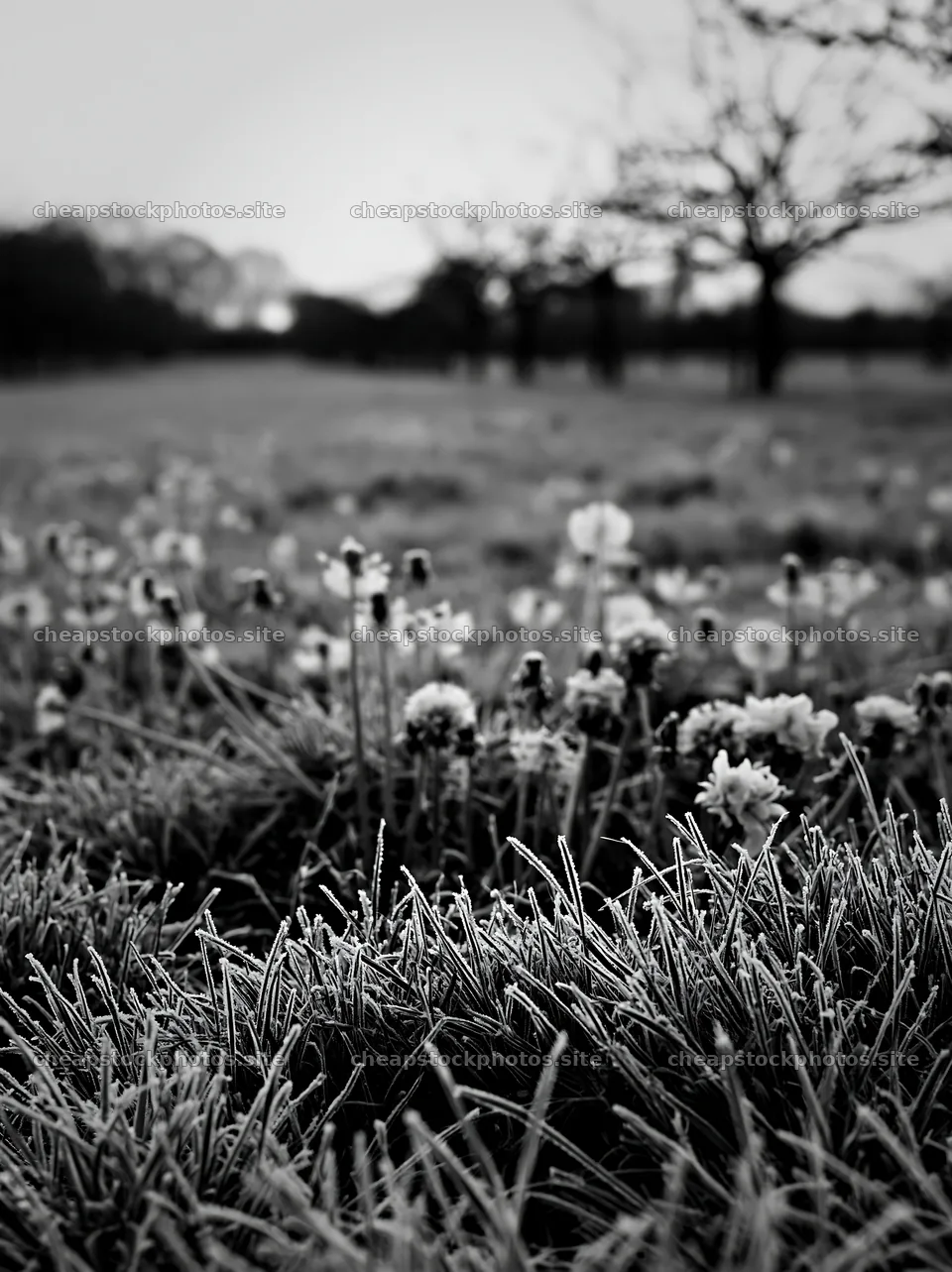 Early morning frost on flowers in spring orchard meadow – stock photos 6866x9174