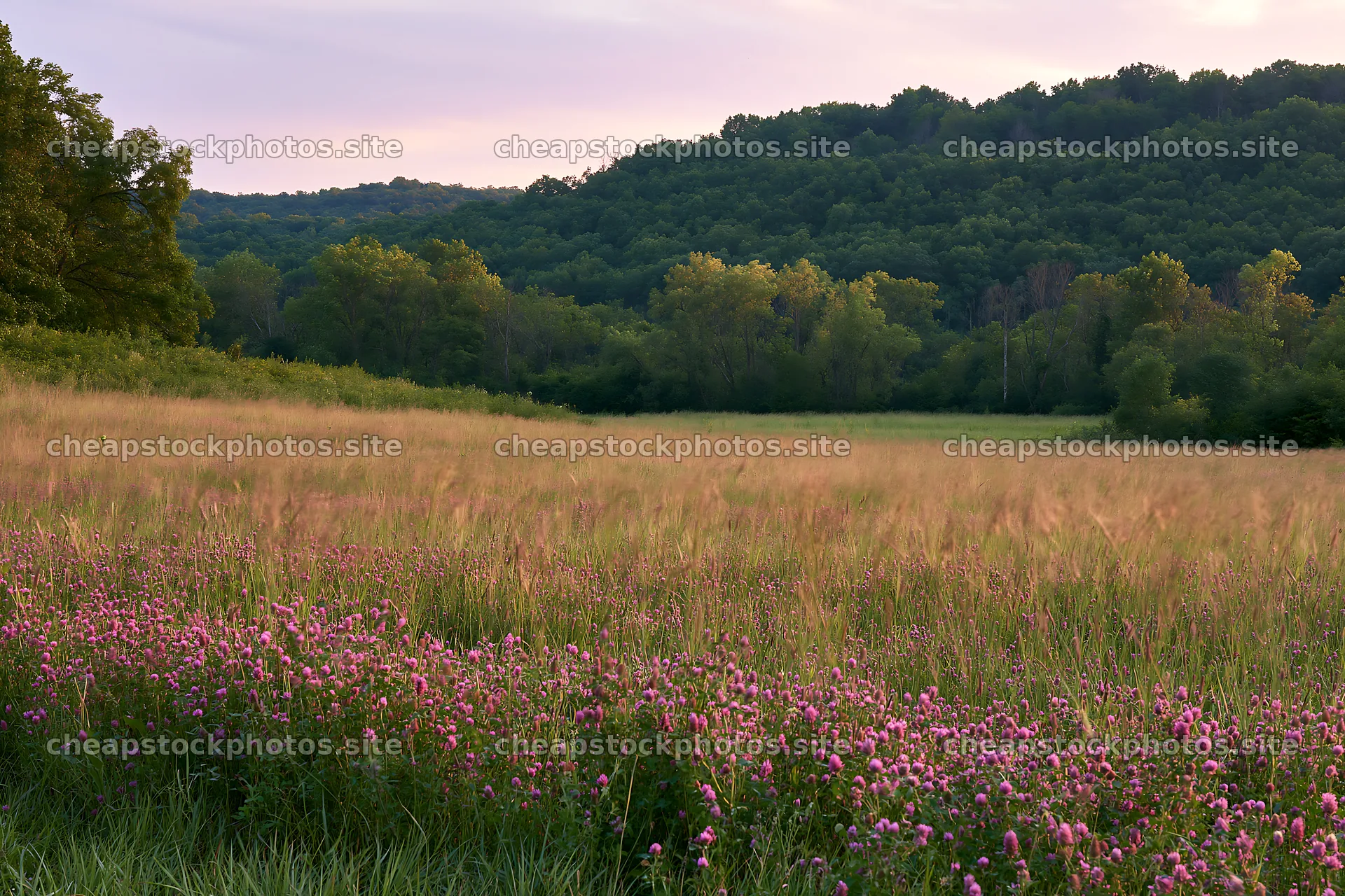 Hungarian meadow along wooded valley during late afternoon – stock photos 9722x6480