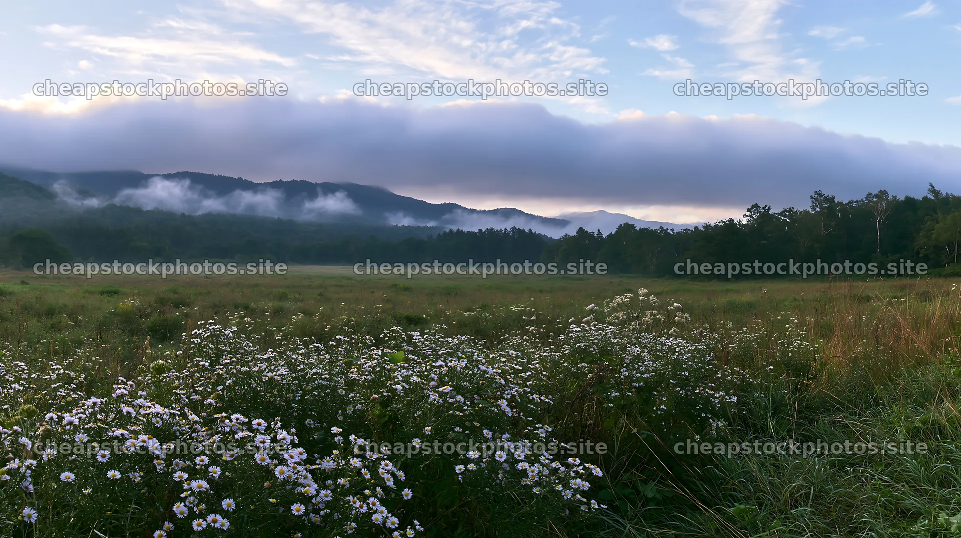 Expansive Hokkaido restoration meadow with dewdrops – stock photos 10608x5938