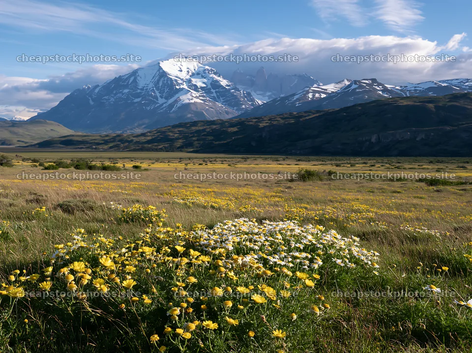 Bright flowers in a rolling valley with mountains in the background – stock photos 9174x6866