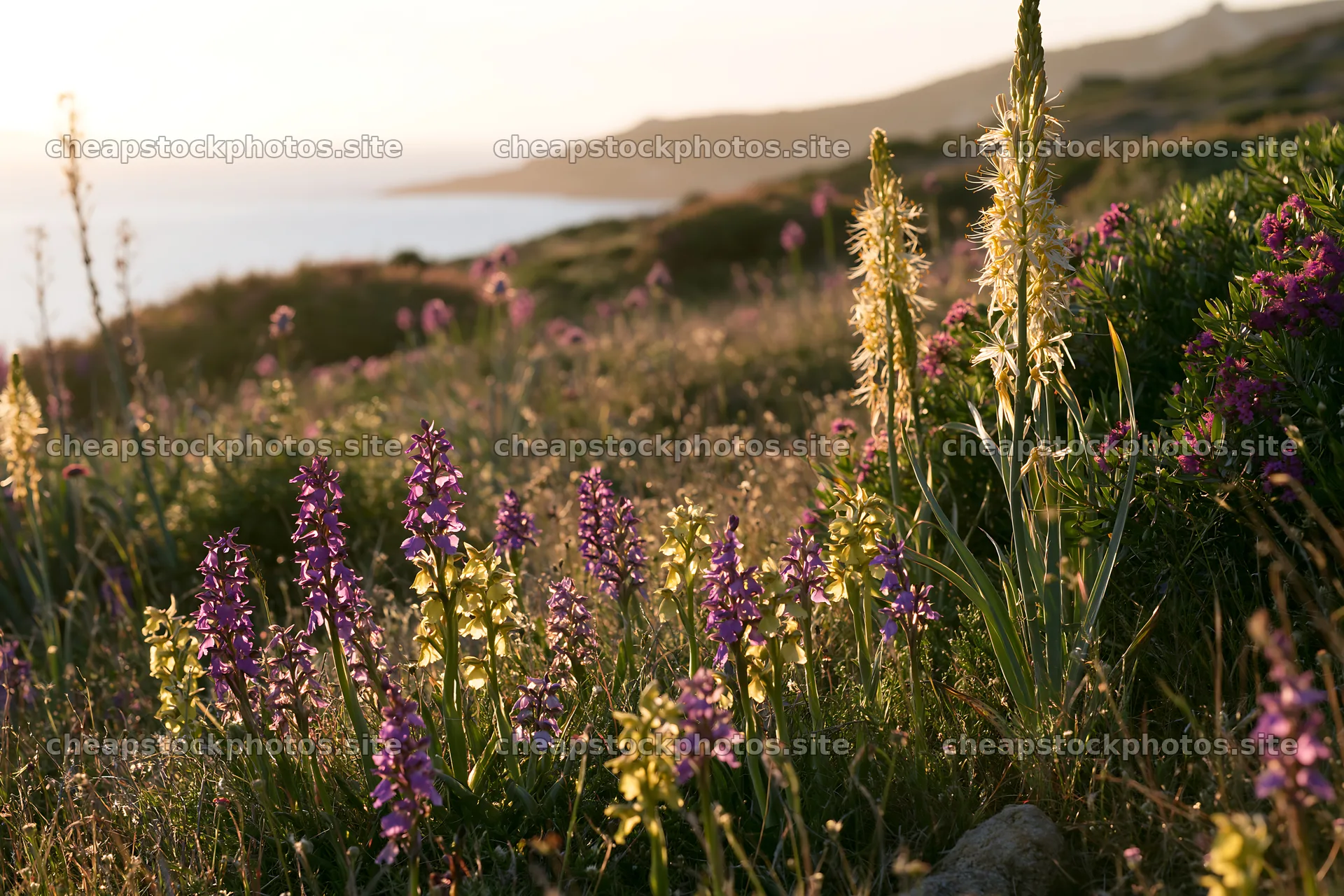 Colorful orchids bloom in the meadow near the sea – stock photos 9722x6480