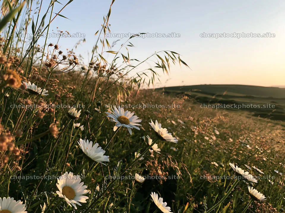 Meadow seedheads and daisies backlit at dusk – stock photos 9174x6866