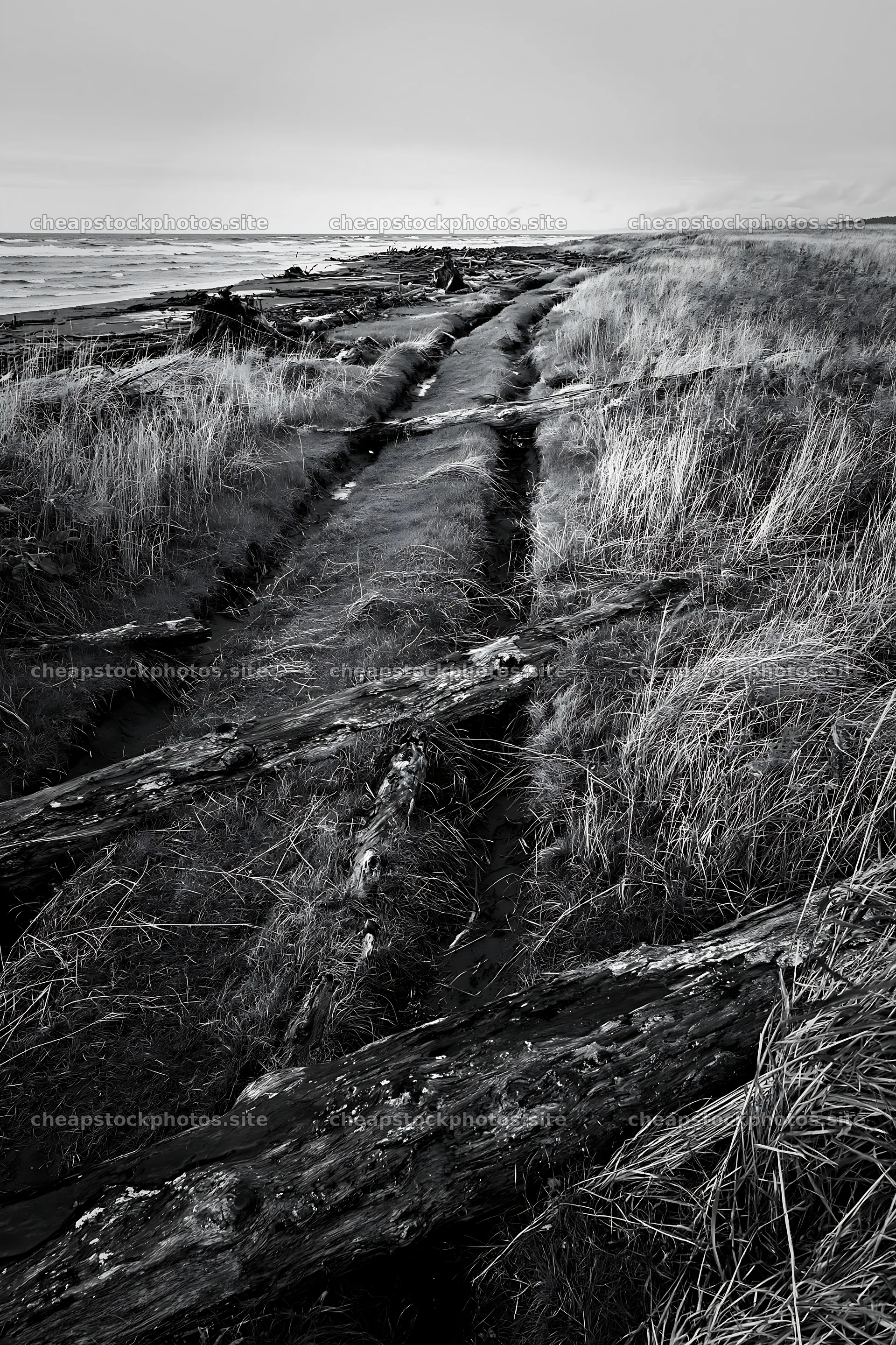 Ishikawa coastal meadow storm washed driftwood along the shore – stock photos 6480x9722