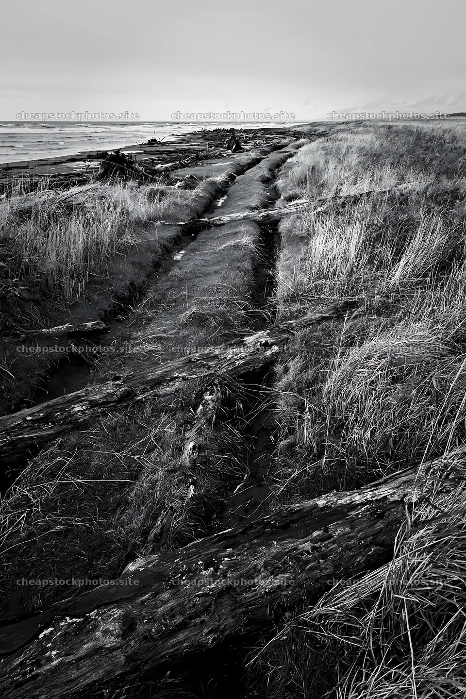 Ishikawa coastal meadow storm washed driftwood along the shore – stock photos 6480x9722
