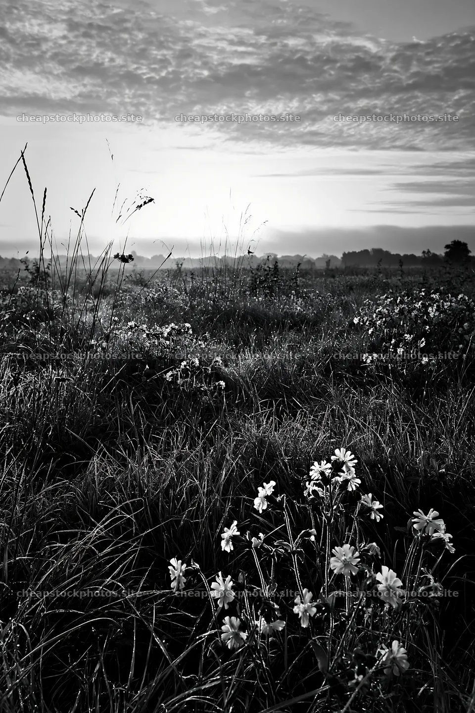 Pink campion flowers in a meadow during early morning light – stock photos 6480x9722