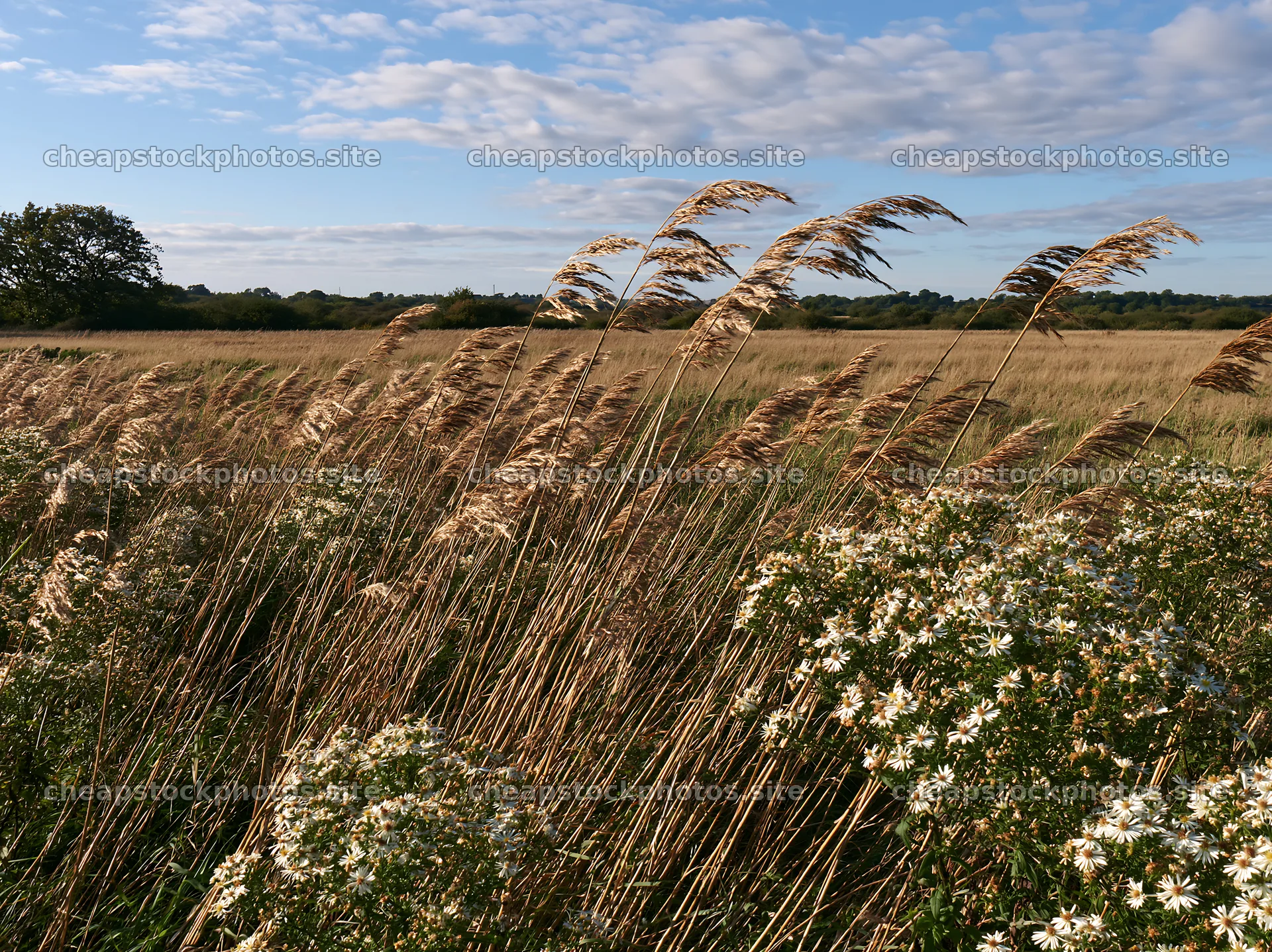 Saga floodplain meadow with reed foreground and wildflowers – stock photos 9174x6866