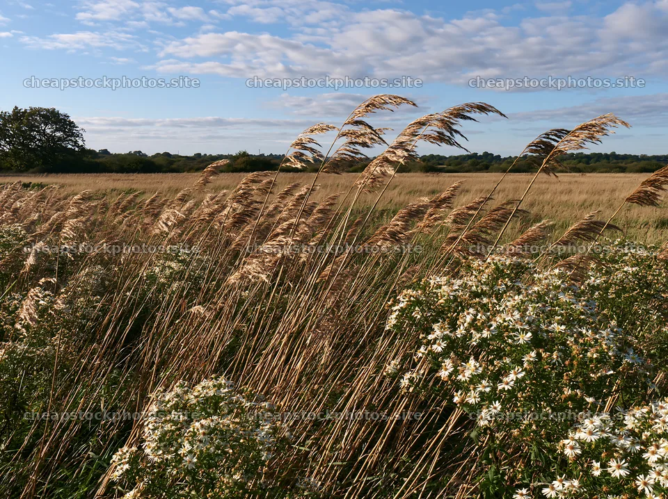 Saga floodplain meadow with reed foreground and wildflowers – stock photos 9174x6866