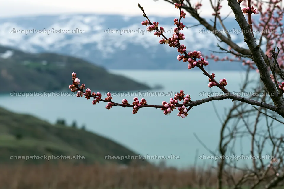 Lakeside orchard meadow with flowering branches and distant hills – stock photos 9722x6480