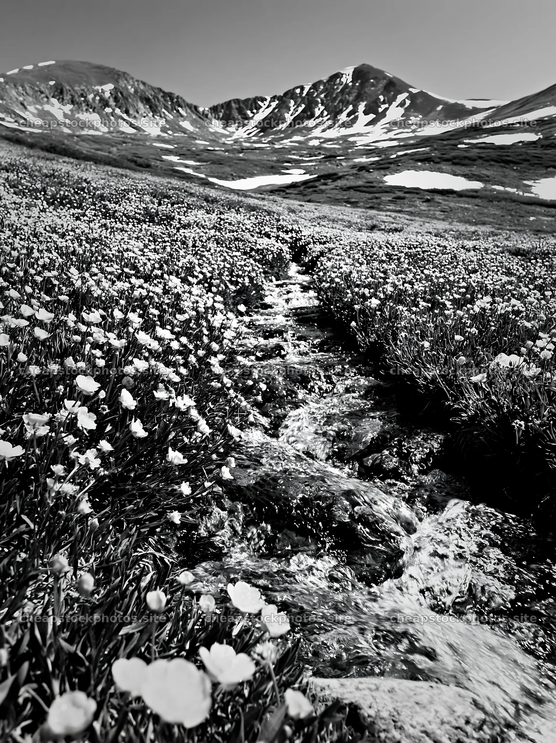 Colorful buttercup meadow with a stream and mountains – stock photos 6866x9174