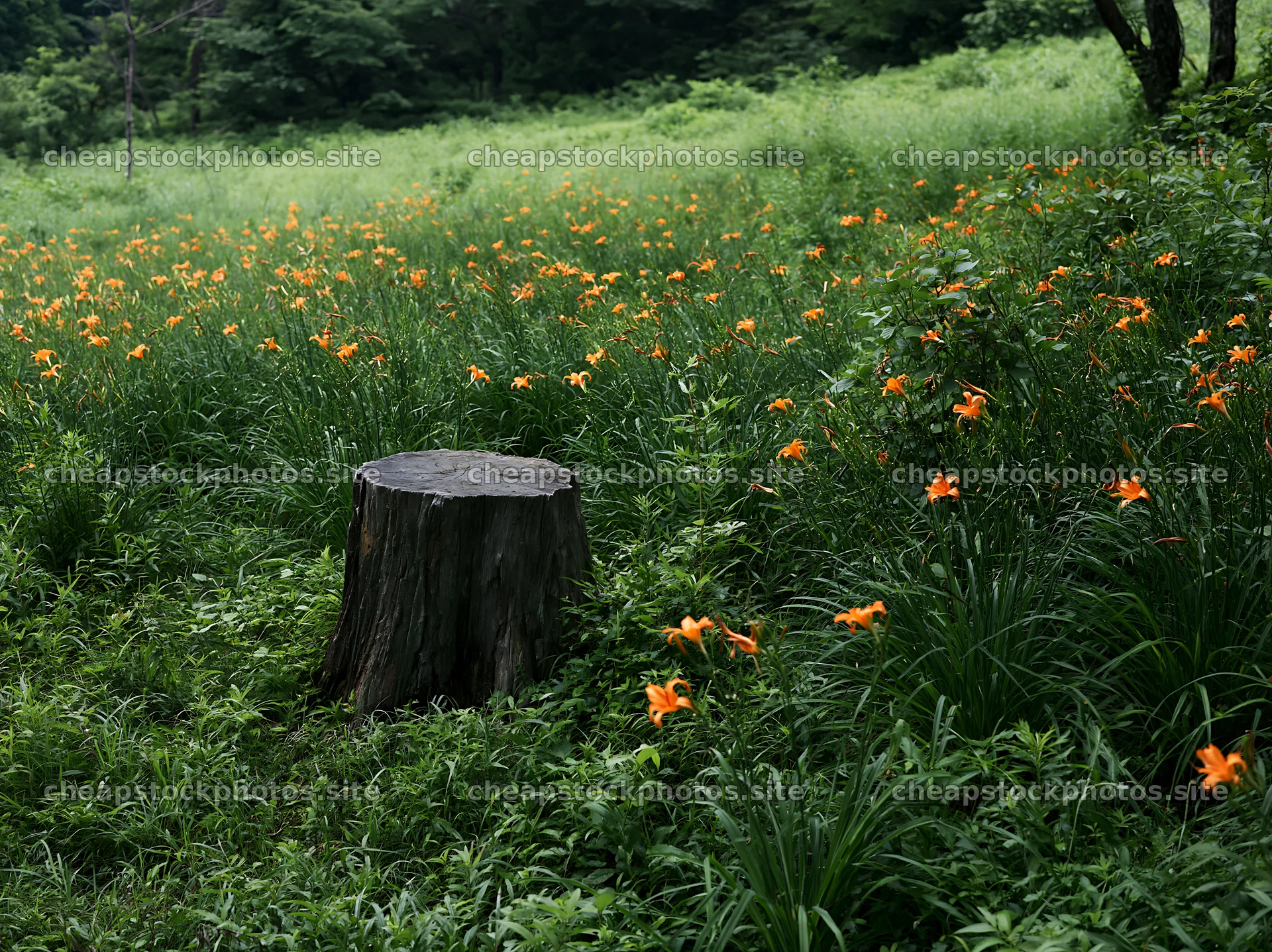 Fukushima native meadow with weathered stump and flowers – stock photos 9174x6866