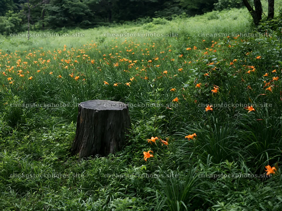 Fukushima native meadow with weathered stump and flowers – stock photos 9174x6866