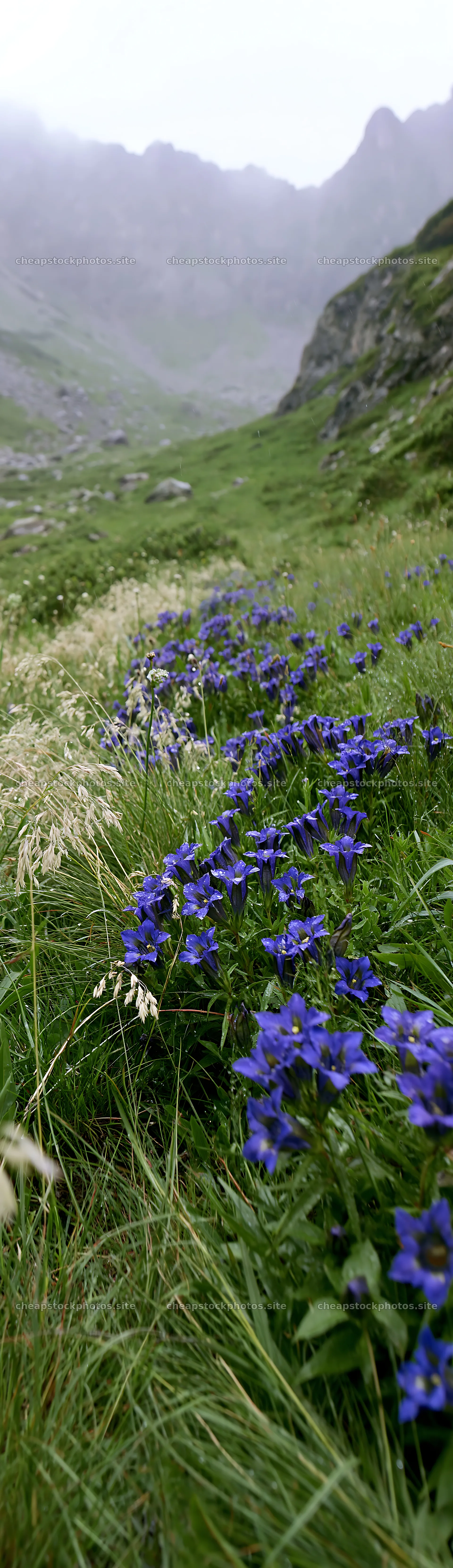 Rainy valley meadow with purple flowers and green grass – stock photos 4268x14762