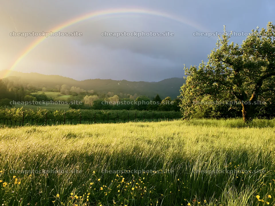 Valley apple meadow with rainbow and green landscape – stock photos 9174x6866