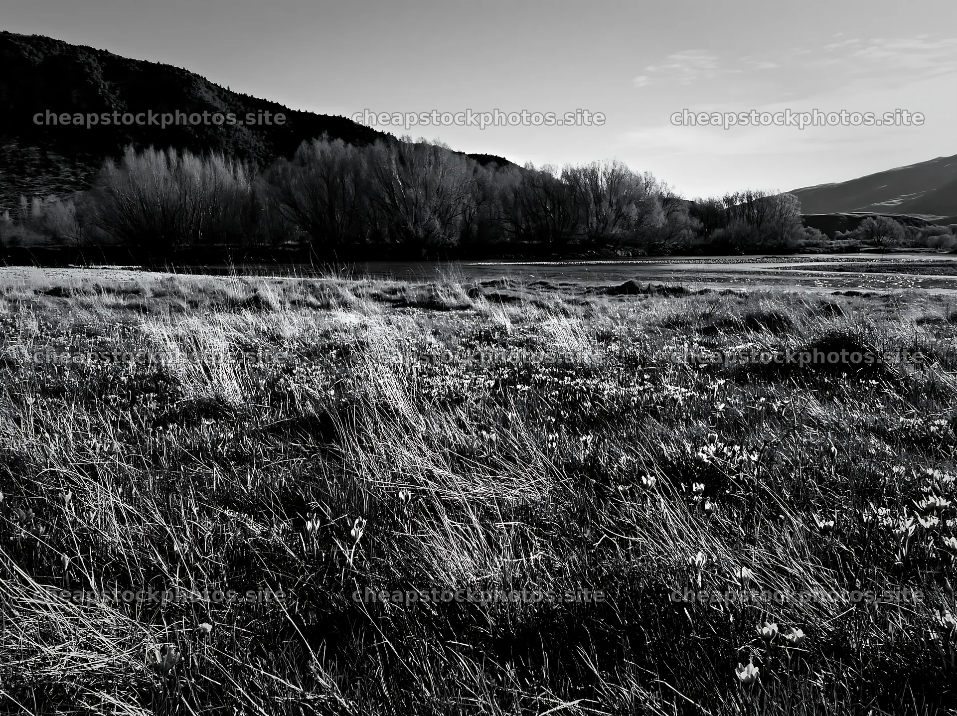 Meadow with crocuses in black and white – stock photos 9174x6866