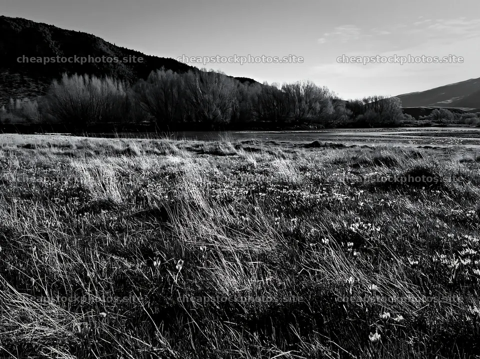 Meadow with crocuses in black and white – stock photos 9174x6866