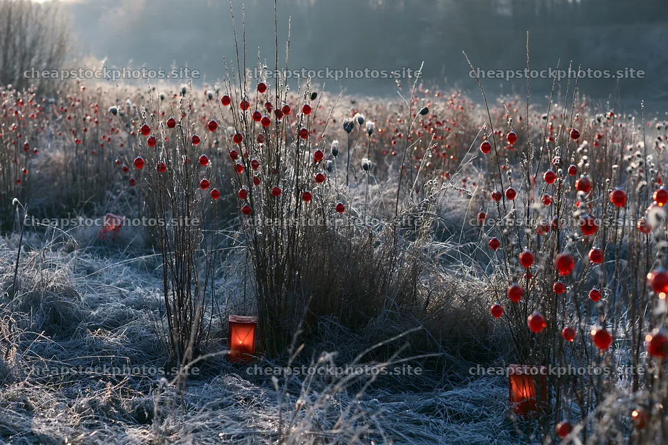 Frosty meadow with seedheads and festive lanterns – stock photos 9722x6480