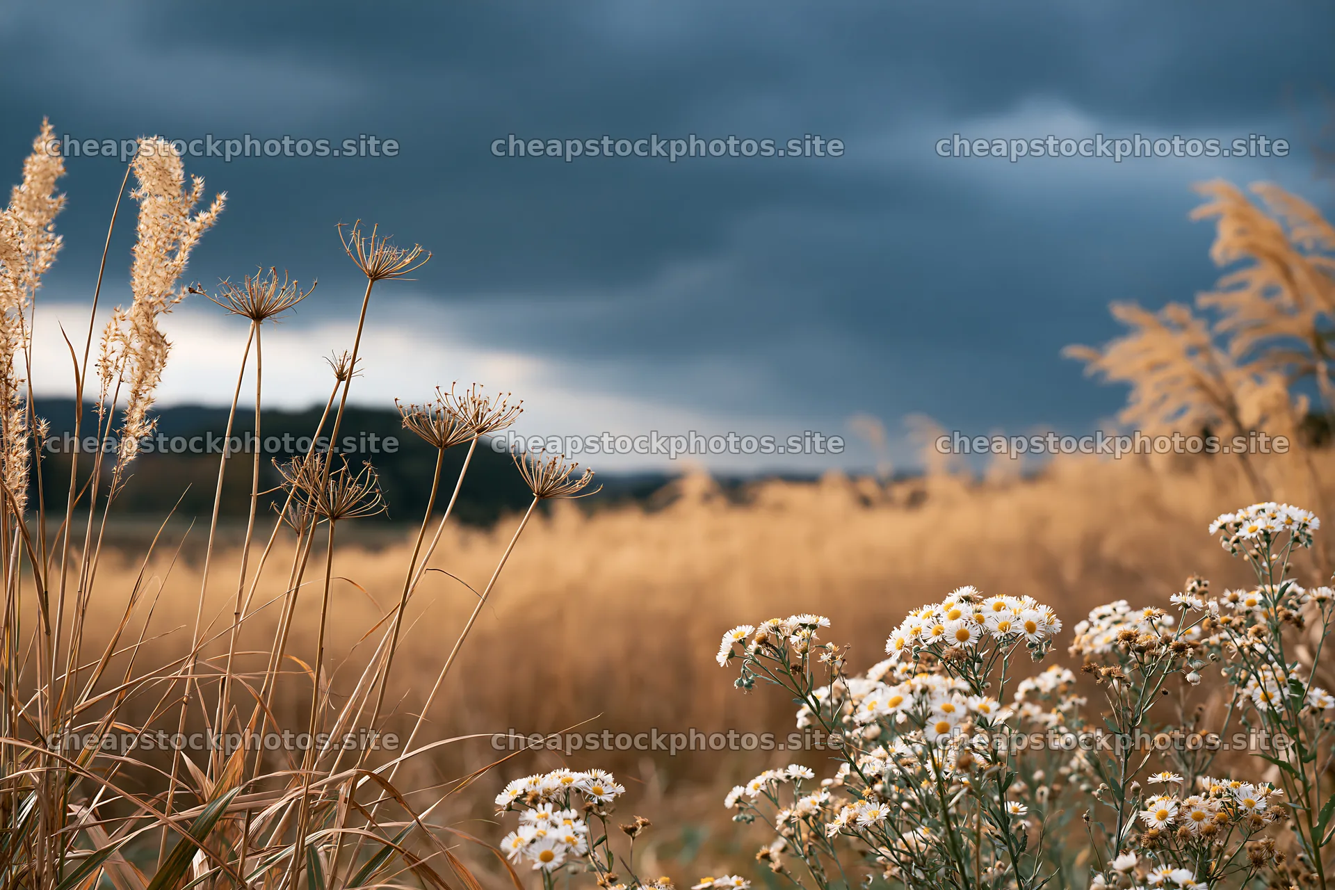Okayama golden meadow with seedhead foreground and wildflowers – stock photos 9722x6480