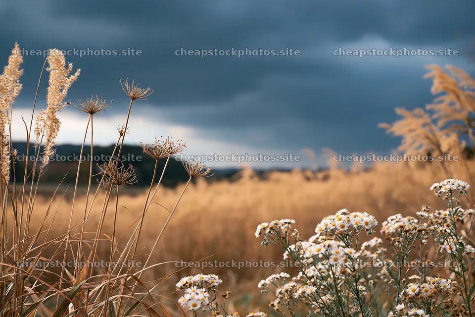 Okayama golden meadow with seedhead foreground and wildflowers – stock photos 9722x6480