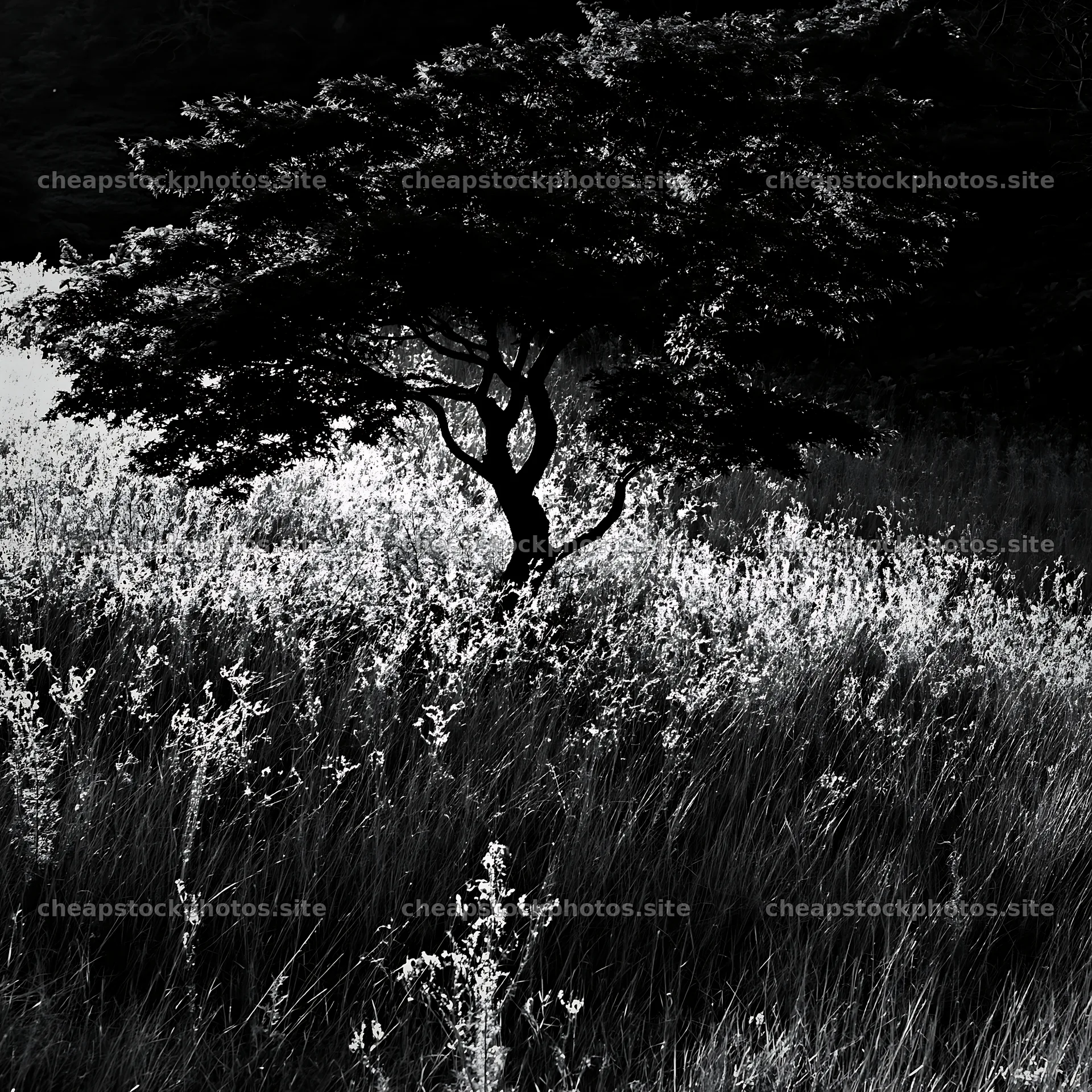 Twilight meadow in Ehime with dry seedheads and a tree – stock photos 7938x7938