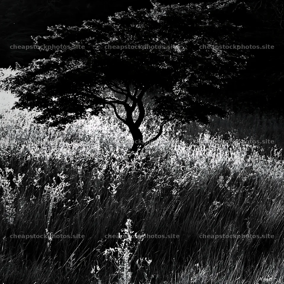 Twilight meadow in Ehime with dry seedheads and a tree – stock photos 7938x7938