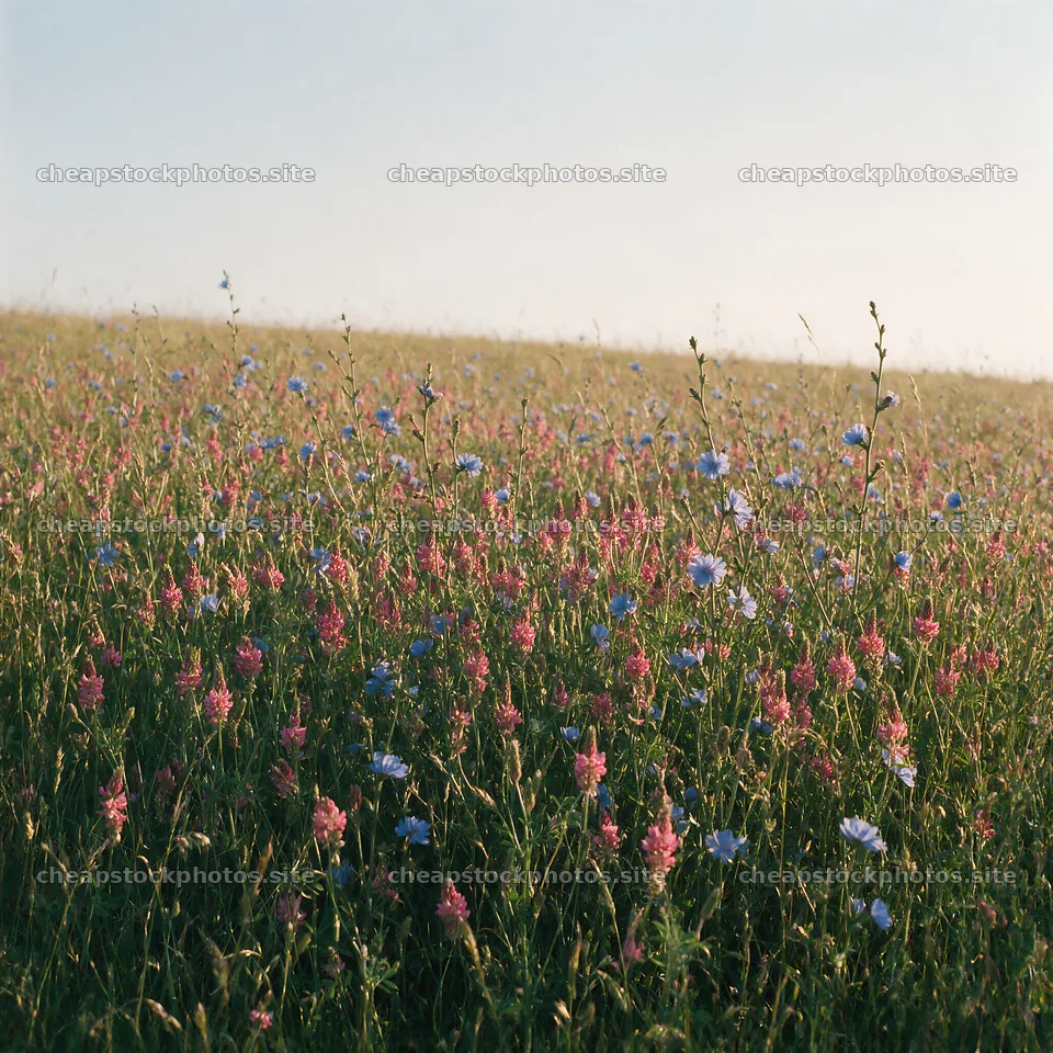 Sainfoin chicory meadow with wildflowers in sunny landscape – stock photos 7938x7938