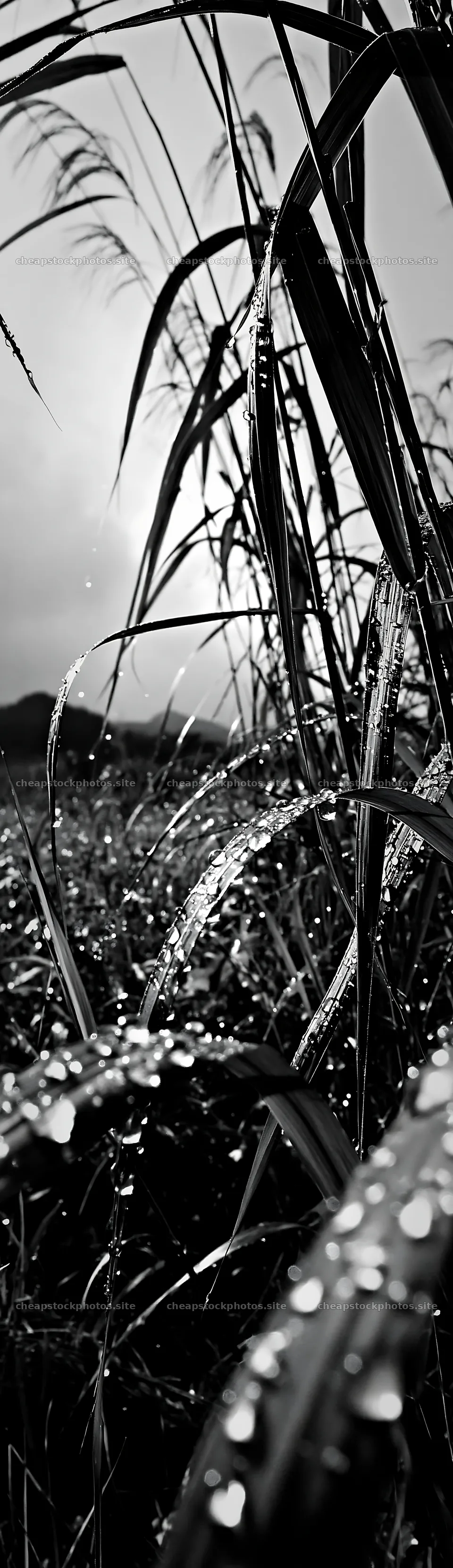Fukui native grass meadow rain droplets create a fresh scene – stock photos 4268x14762