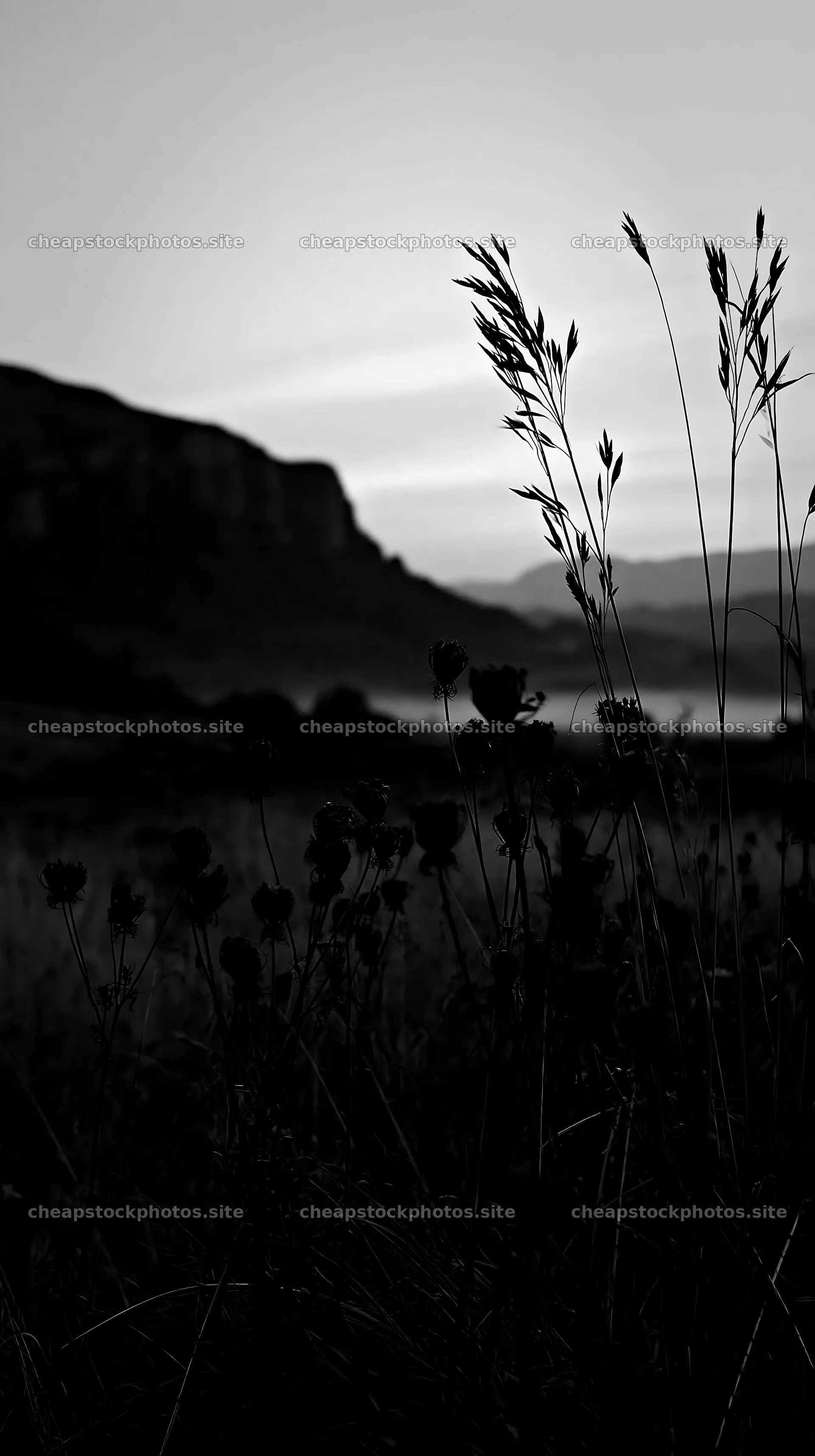 Meadow seedheads backlit at dusk – stock photos 5938x10608