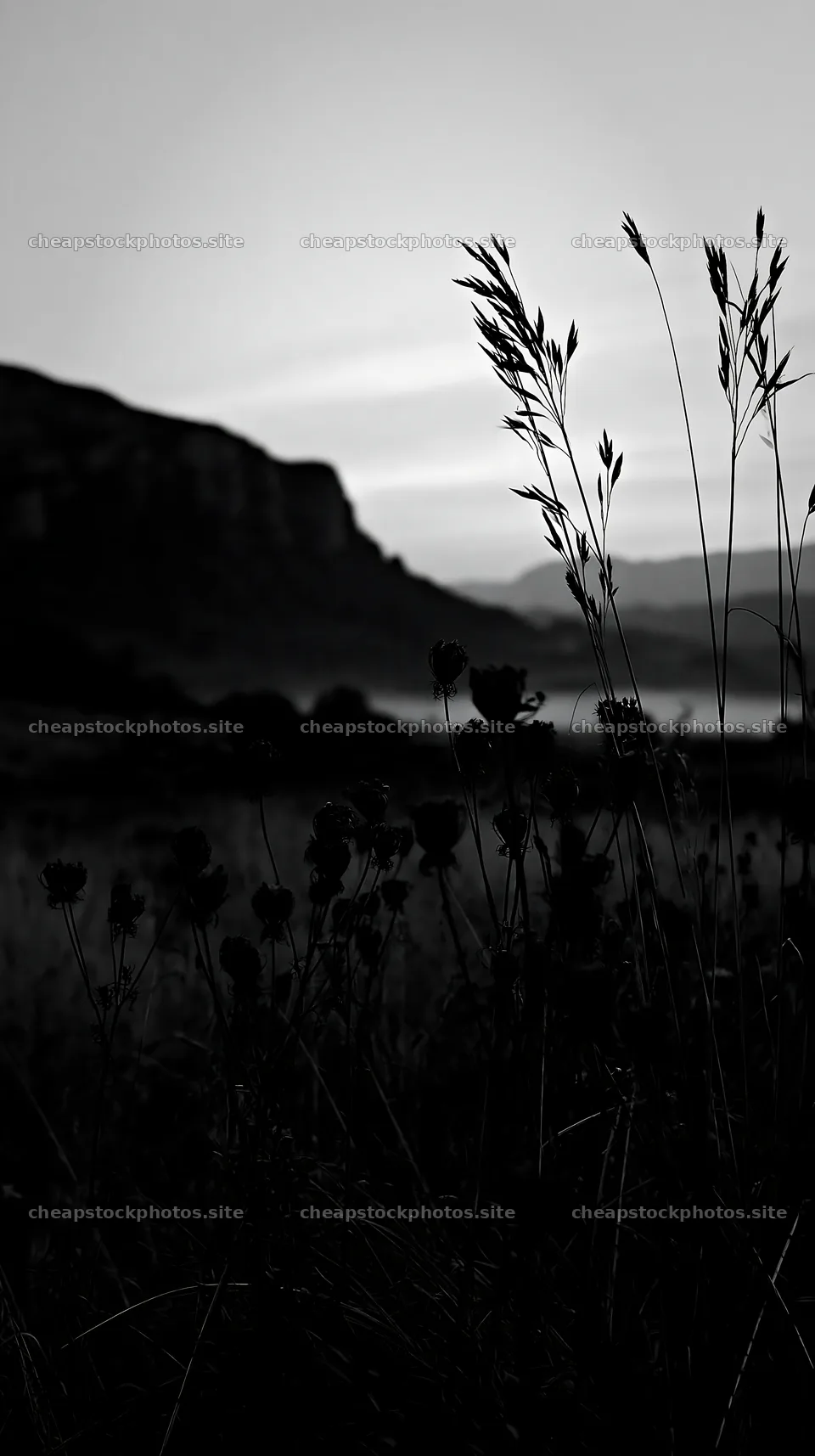 Meadow seedheads backlit at dusk – stock photos 5938x10608
