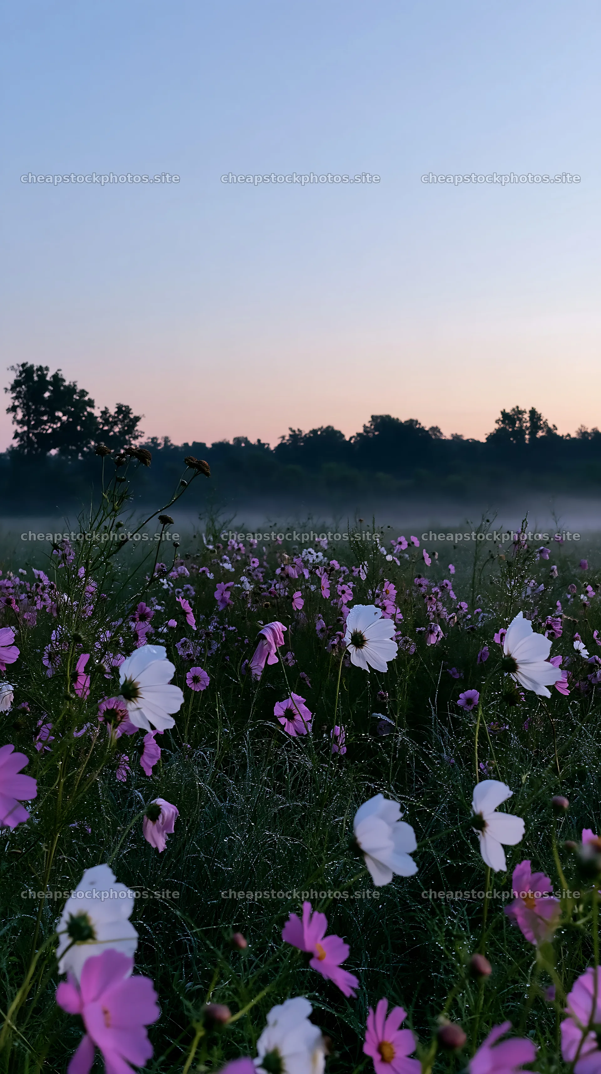 Colorful cosmos meadow at dawn with soft fog – stock photos 5938x10608