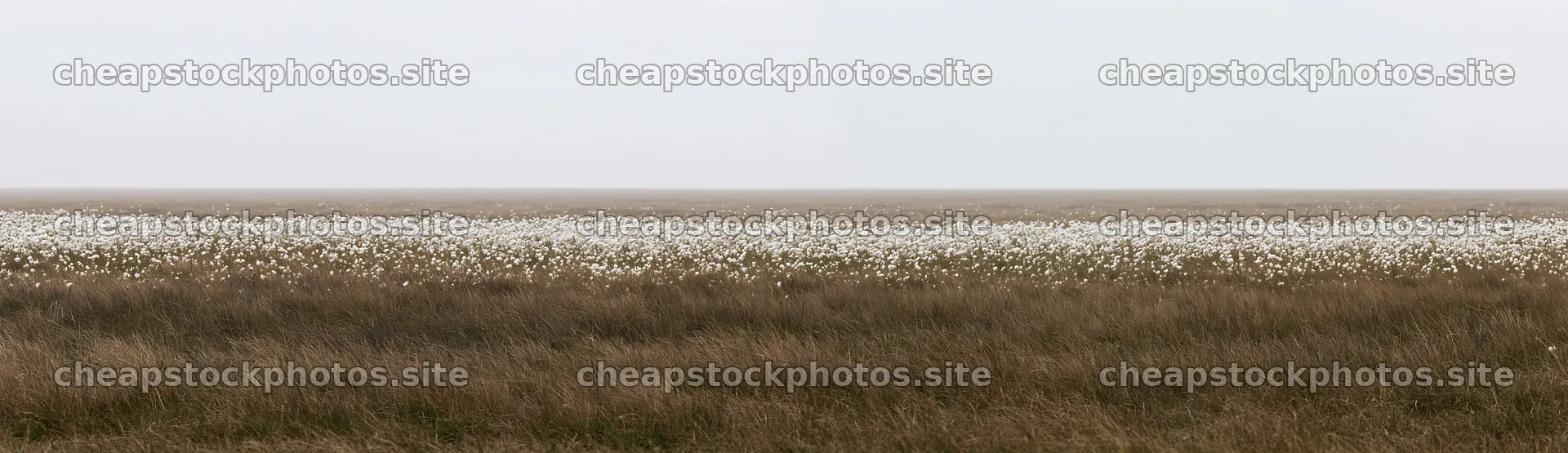 Meadow whiteout with soft grasses and white flowers – stock photos 14762x4268