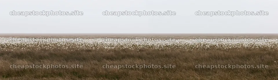 Meadow whiteout with soft grasses and white flowers – stock photos 14762x4268