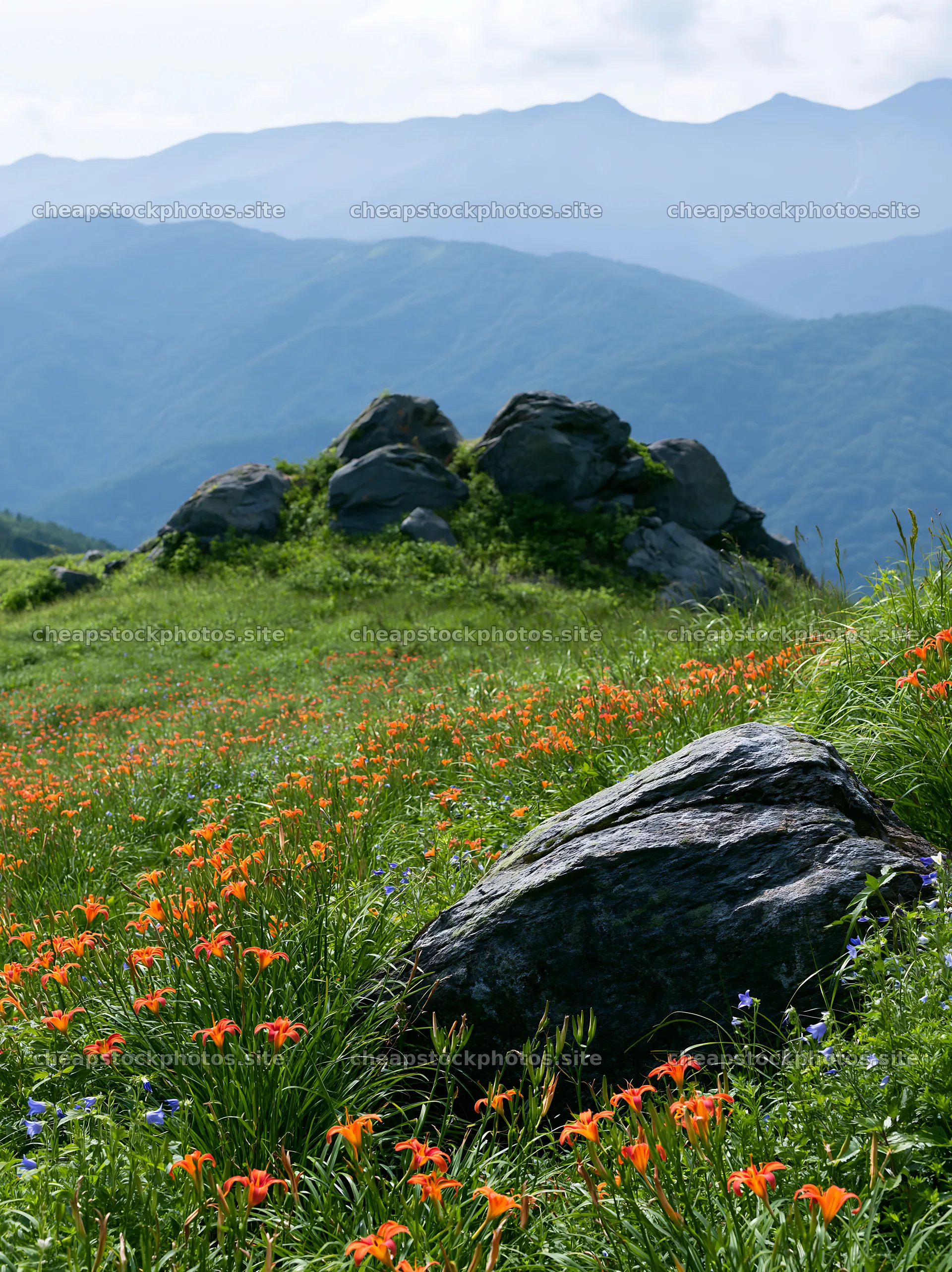 Meadow with boulders and blooming flowers in mountainous area – stock photos 6866x9174