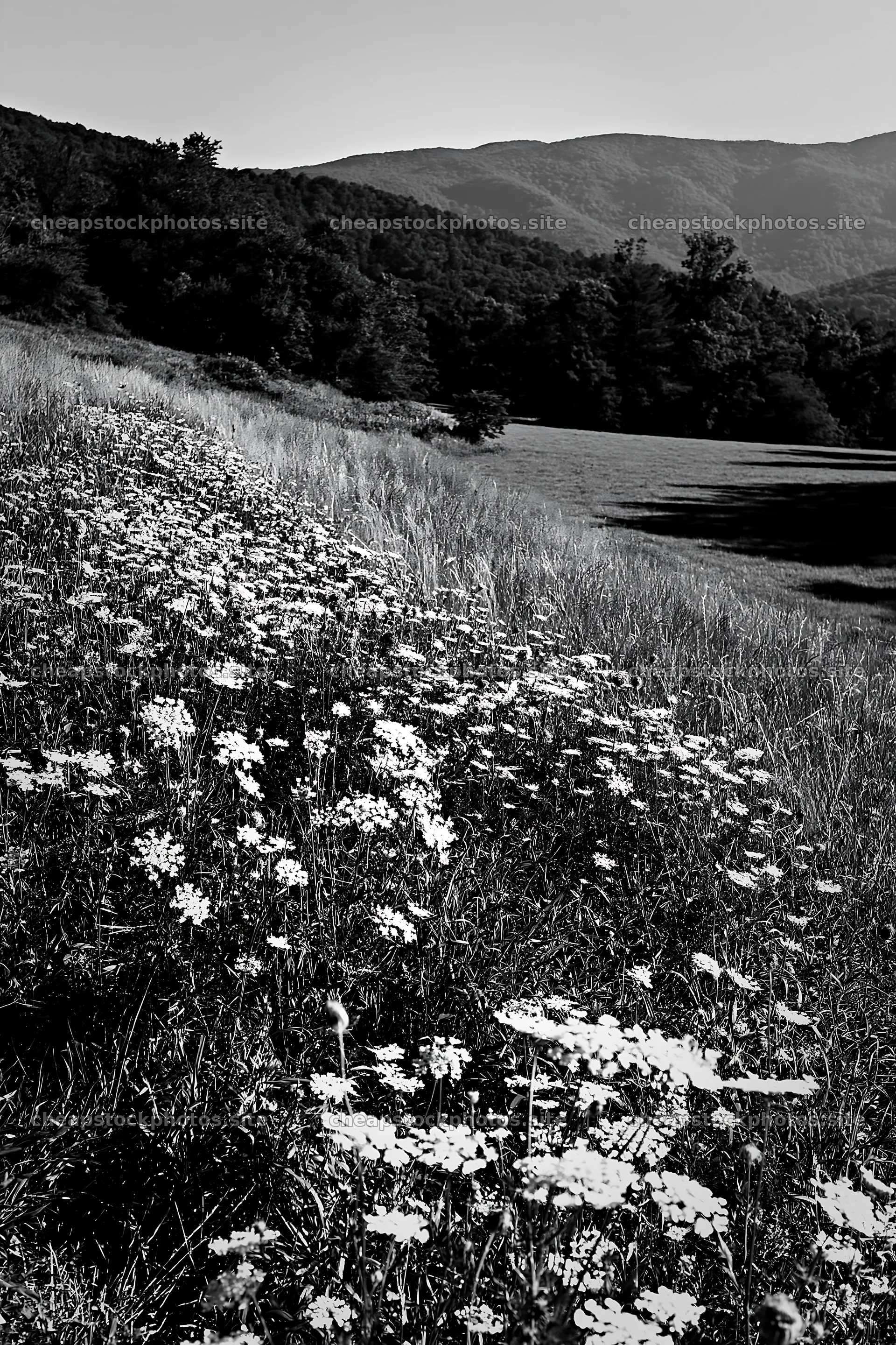 Sunny wild carrot meadow beside field in black and white – stock photos 6480x9722