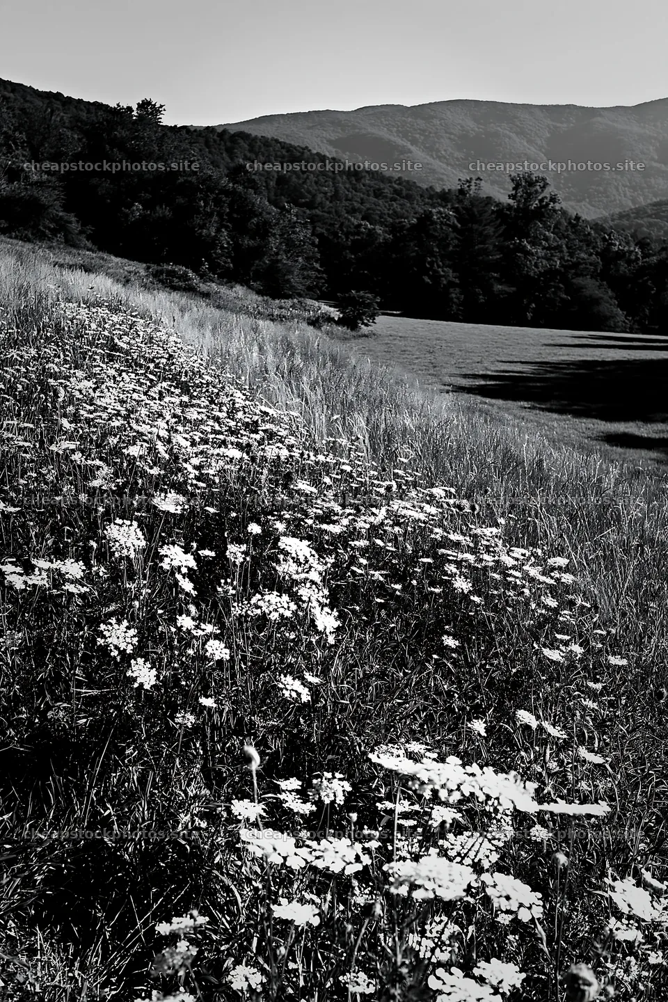 Sunny wild carrot meadow beside field in black and white – stock photos 6480x9722