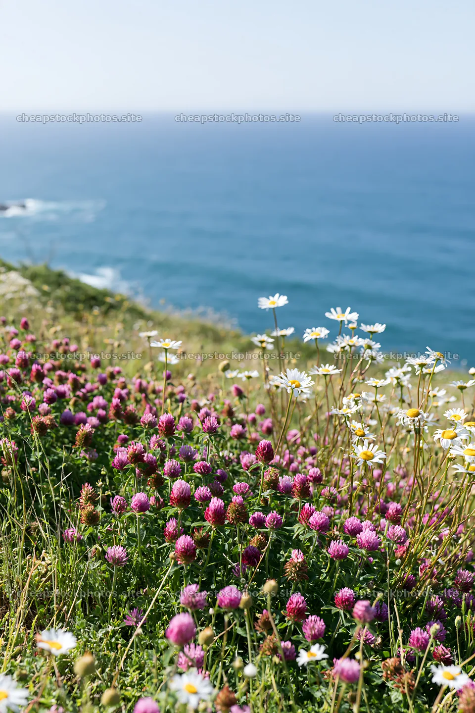 Flowers grow on a meadow above the Atlantic coast in Portugal – stock photos 6480x9722