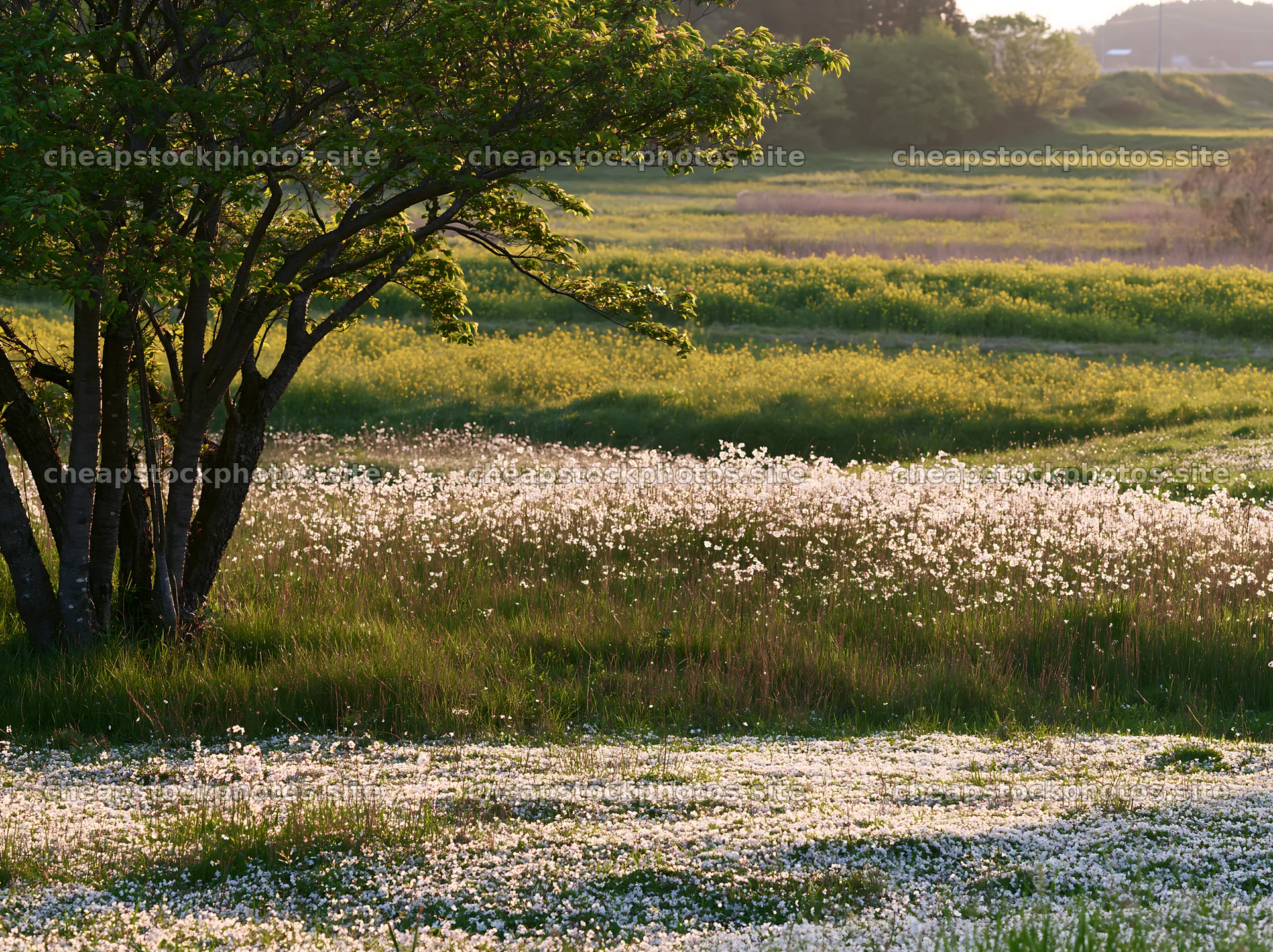 Fukuoka spring meadow with fallen blossoms in foreground – stock photos 9174x6866