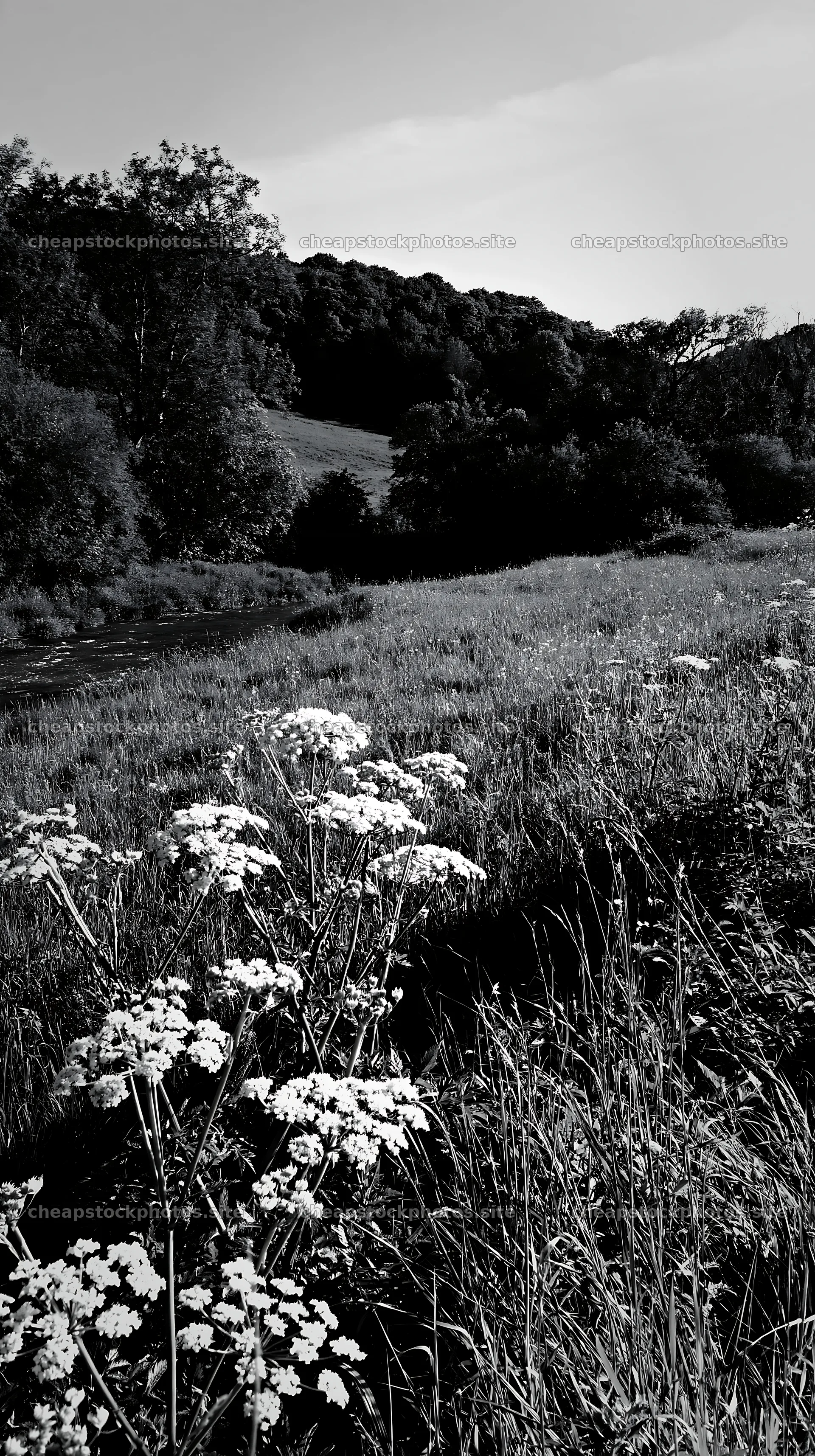 Sunny herb meadow by stream with flowers and trees – stock photos 5938x10608