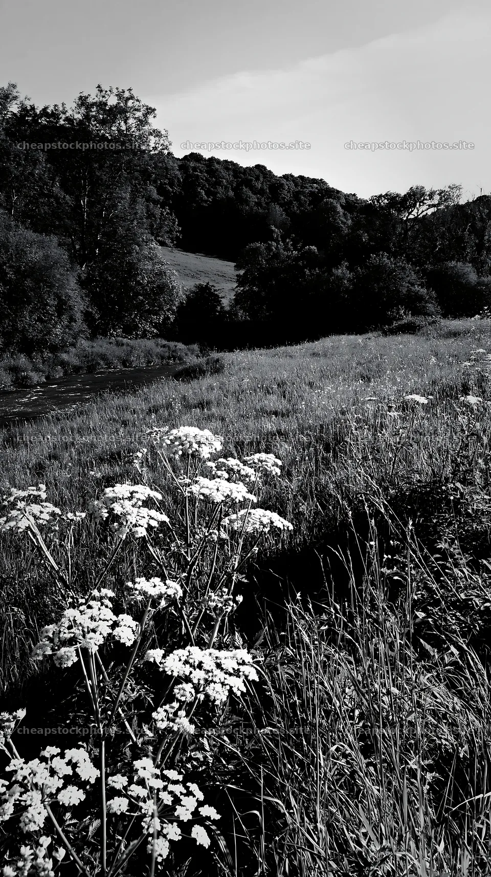 Sunny herb meadow by stream with flowers and trees – stock photos 5938x10608