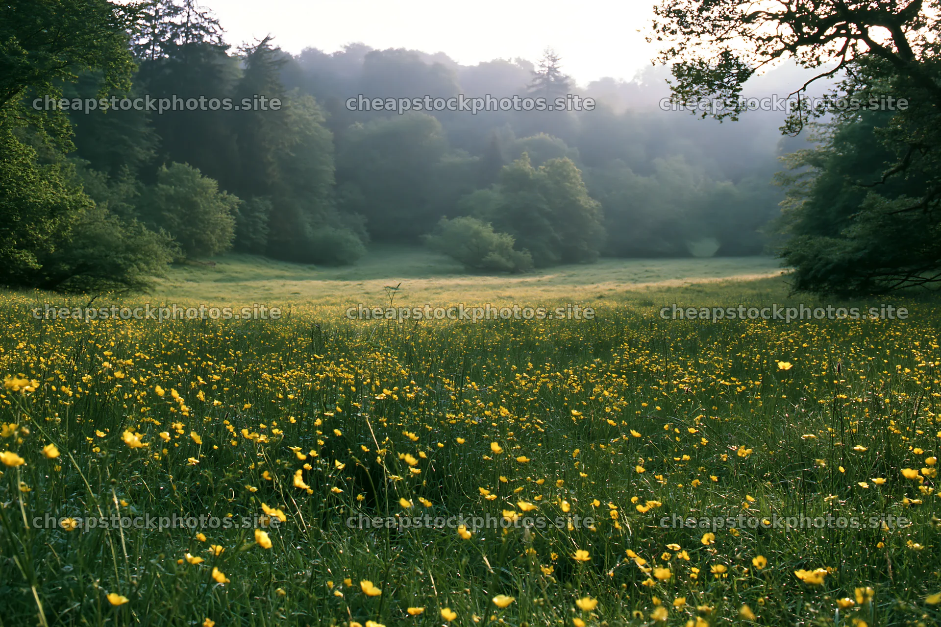 Wooded valley meadow with flowers in bright green grass – stock photos 9722x6480