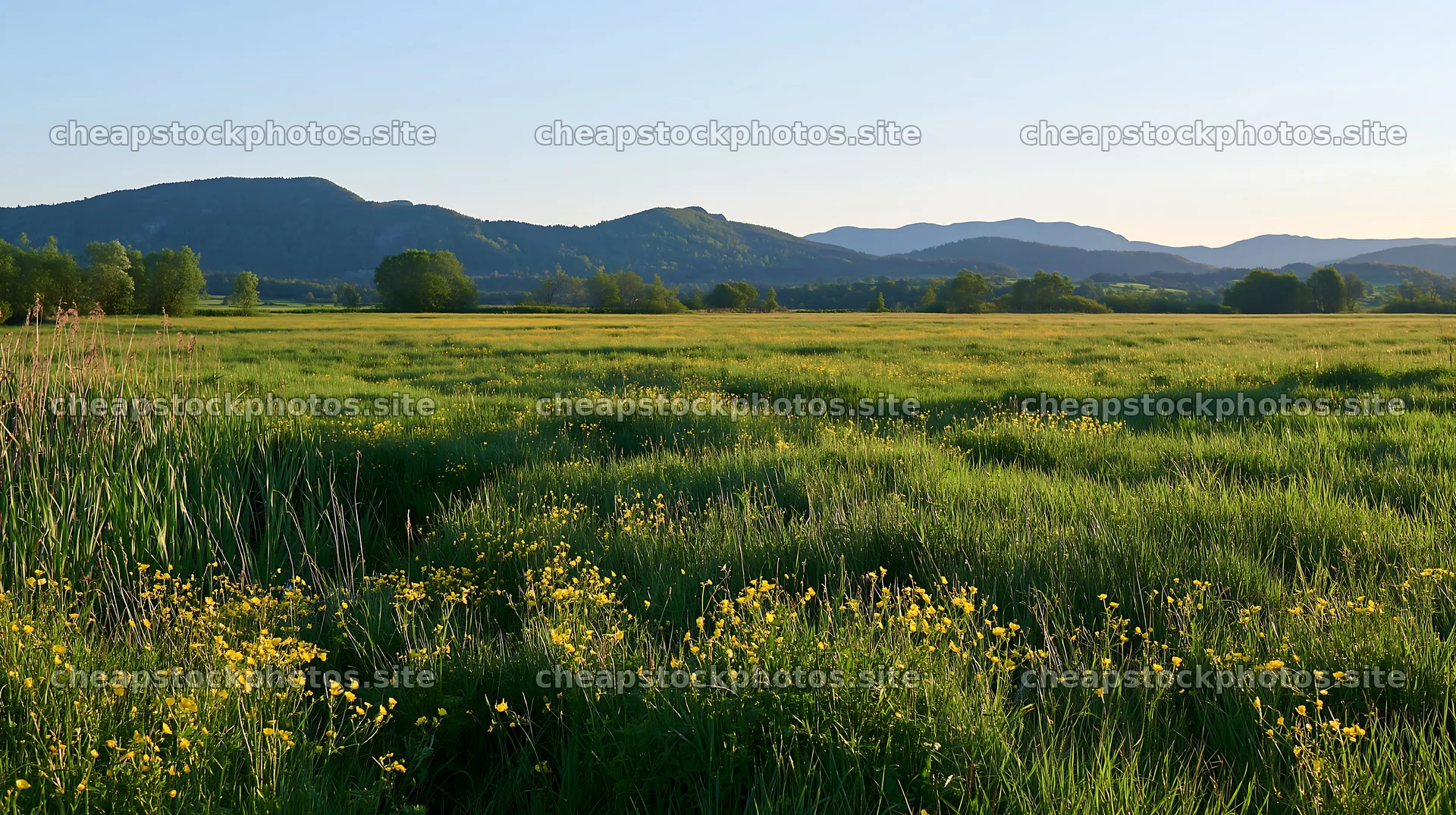Saga floodplain meadow with reed foreground and hills in distance – stock photos 10608x5938