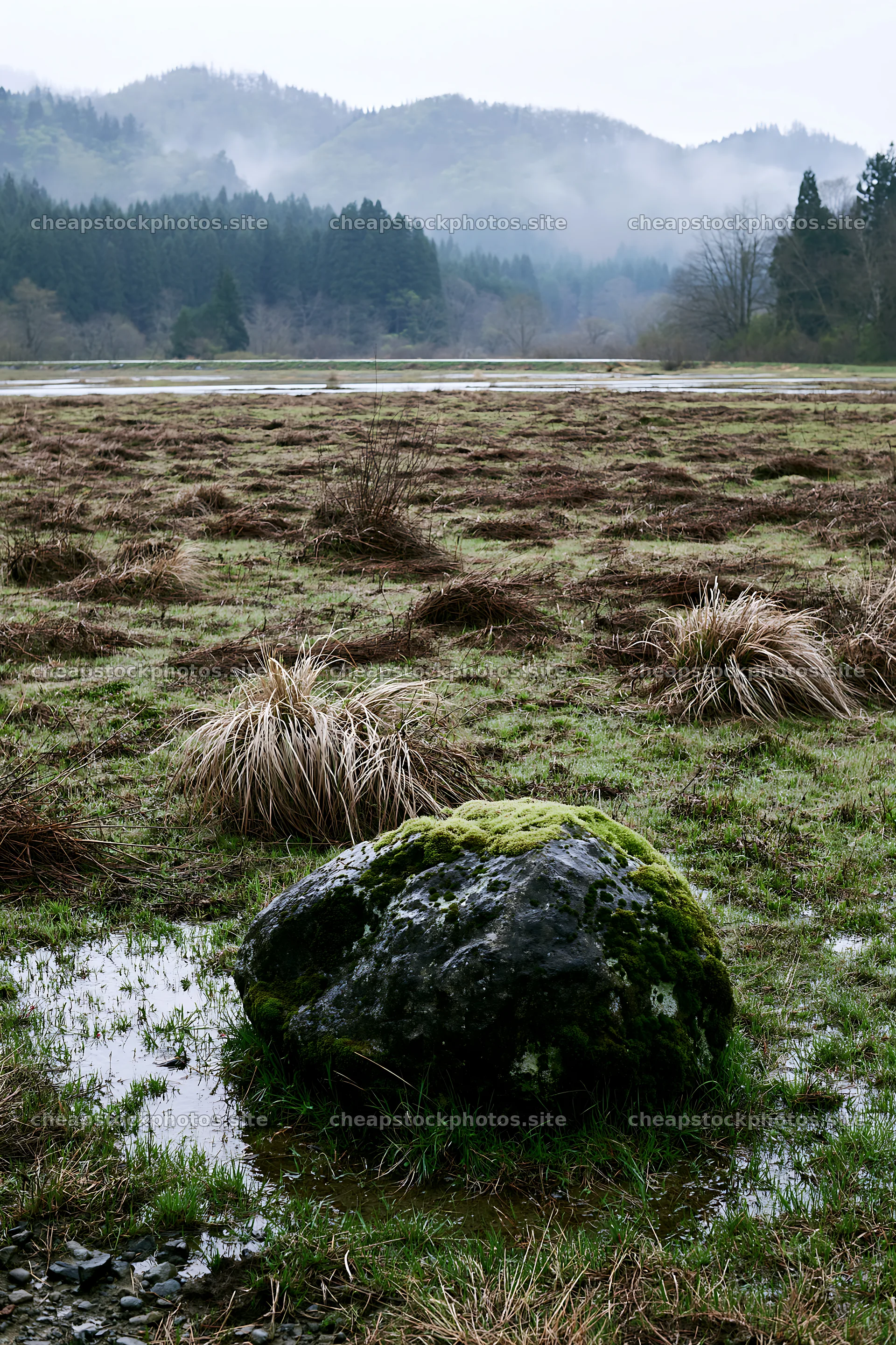 Miyagi spring recovery meadow mossy stone in wet grassland – stock photos 6480x9722