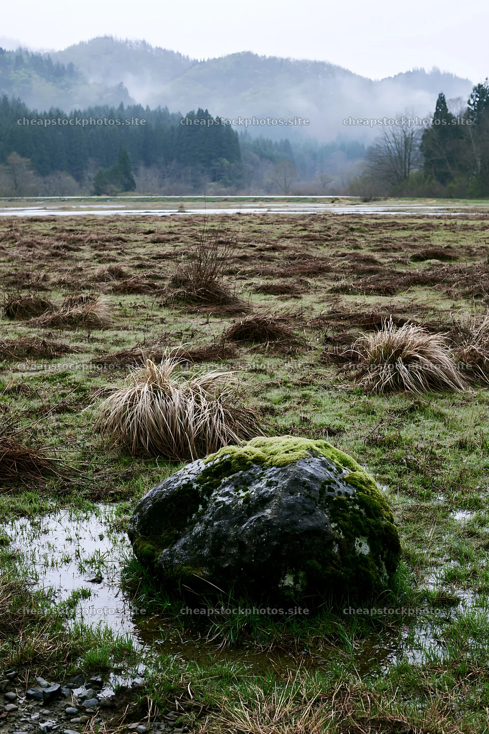 Miyagi spring recovery meadow mossy stone in wet grassland – stock photos 6480x9722