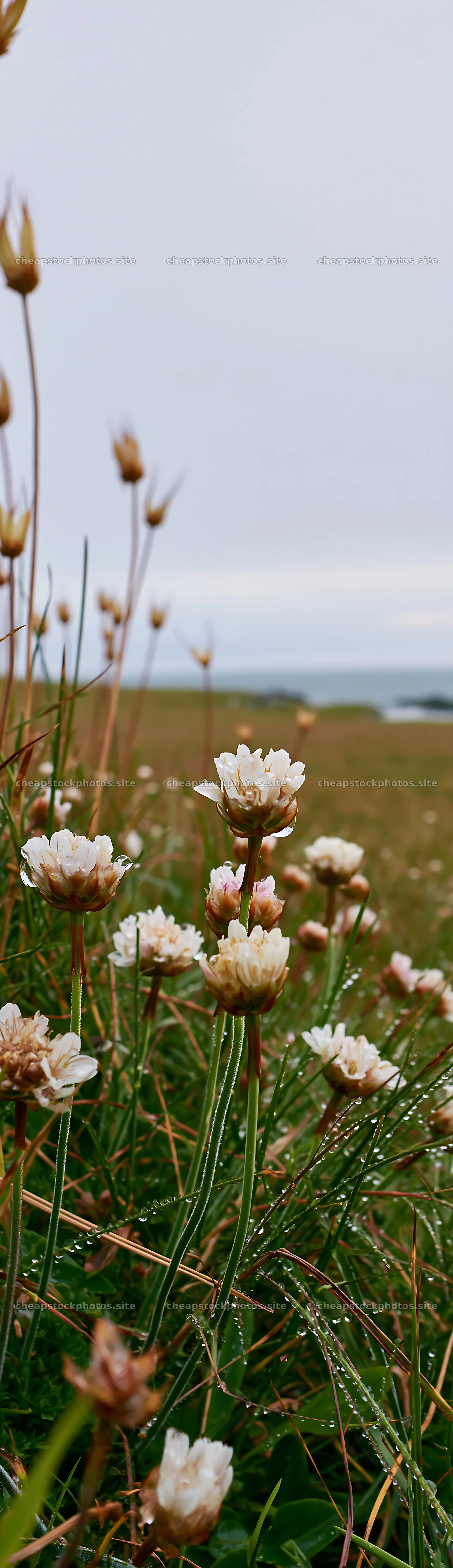 Meadow with seedheads and flowers in summer landscape – stock photos 4268x14762