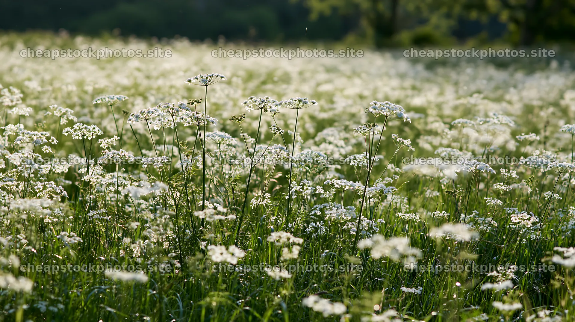 Meadow whiteout with blooming flowers in the sunlight – stock photos 10608x5938