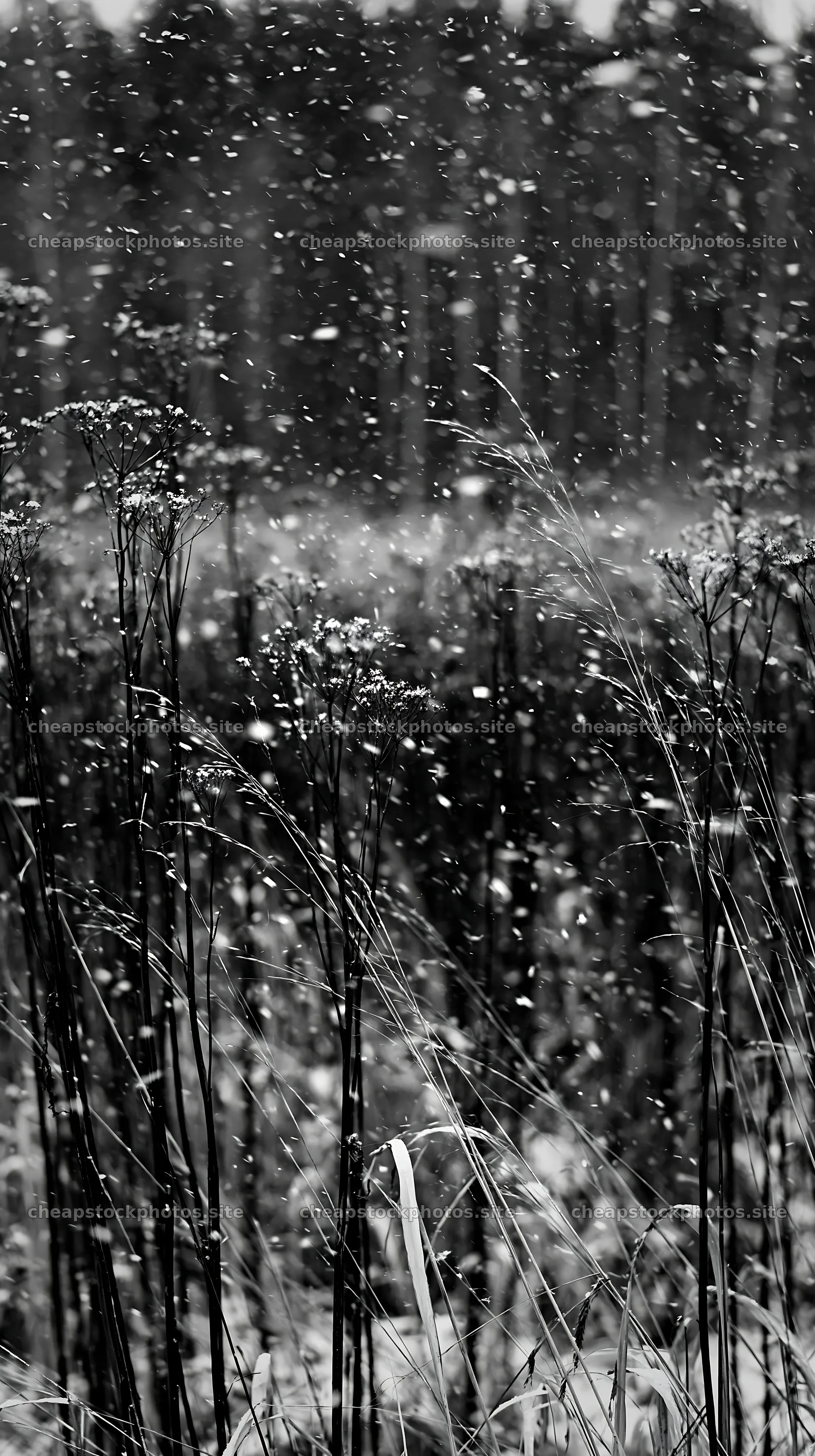 Snowfall on seedhead meadow with dark forest backdrop – stock photos 5938x10608