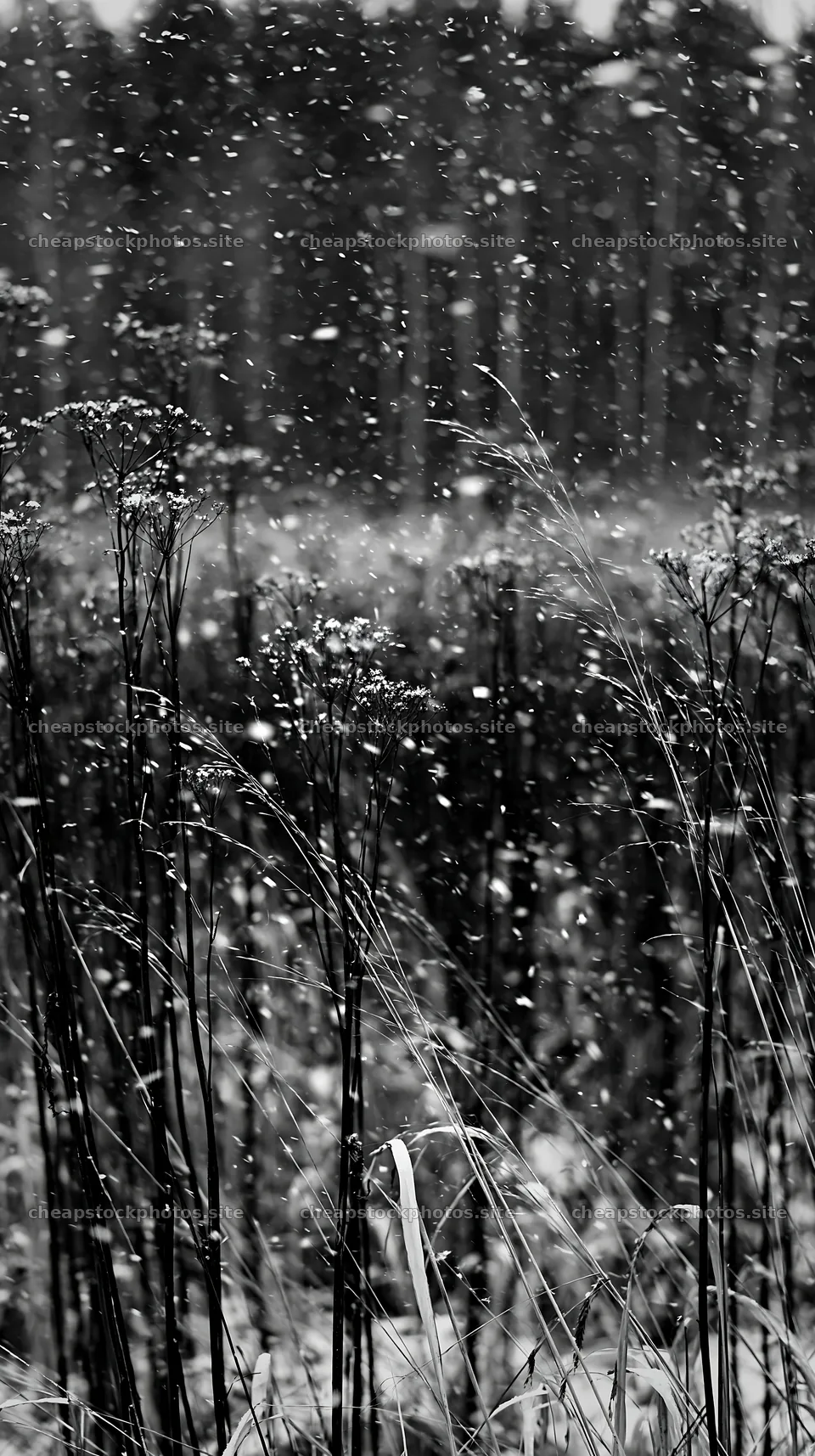 Snowfall on seedhead meadow with dark forest backdrop – stock photos 5938x10608